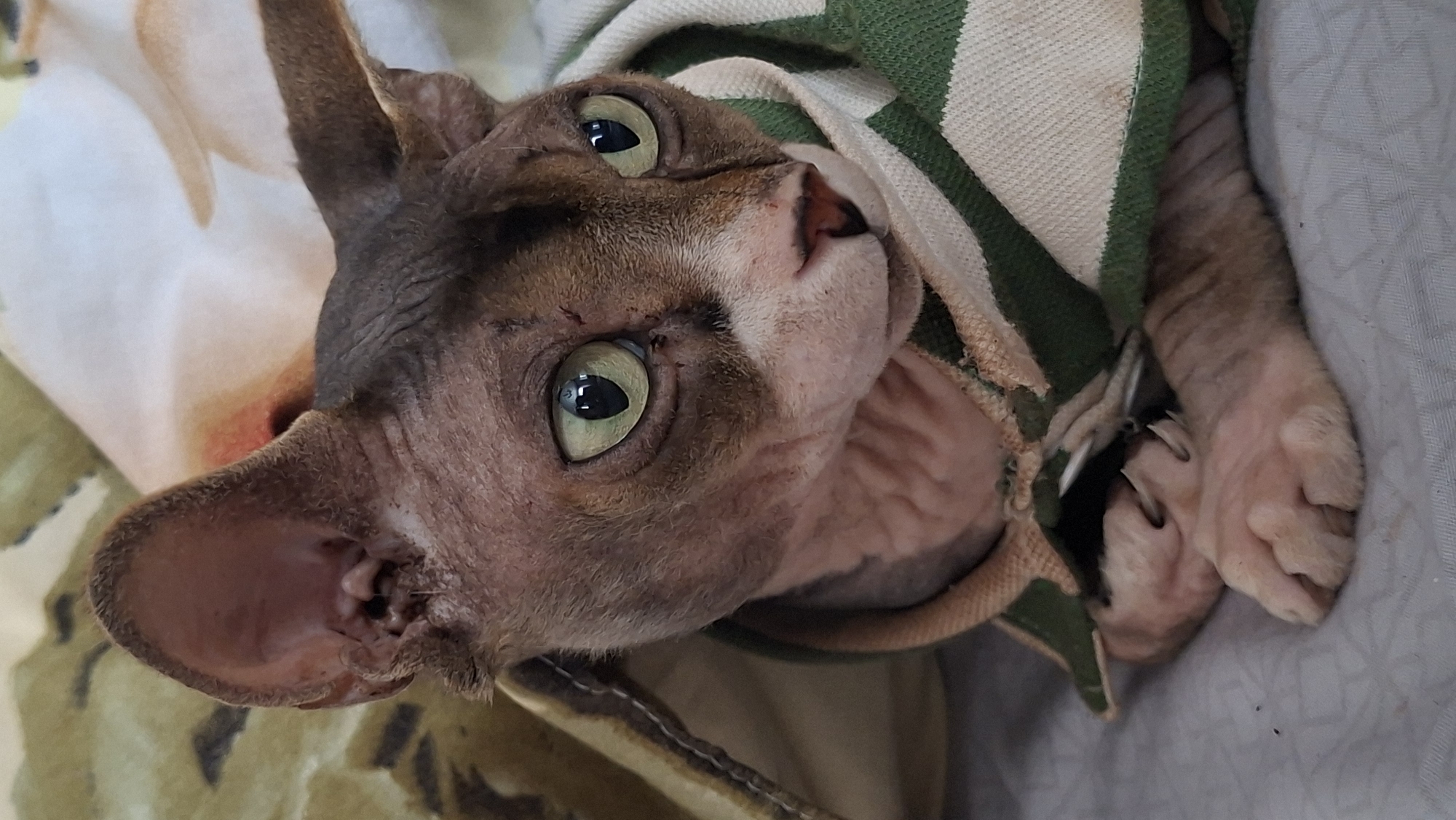 Sphynx and tabby cats relaxing at home in Belarus