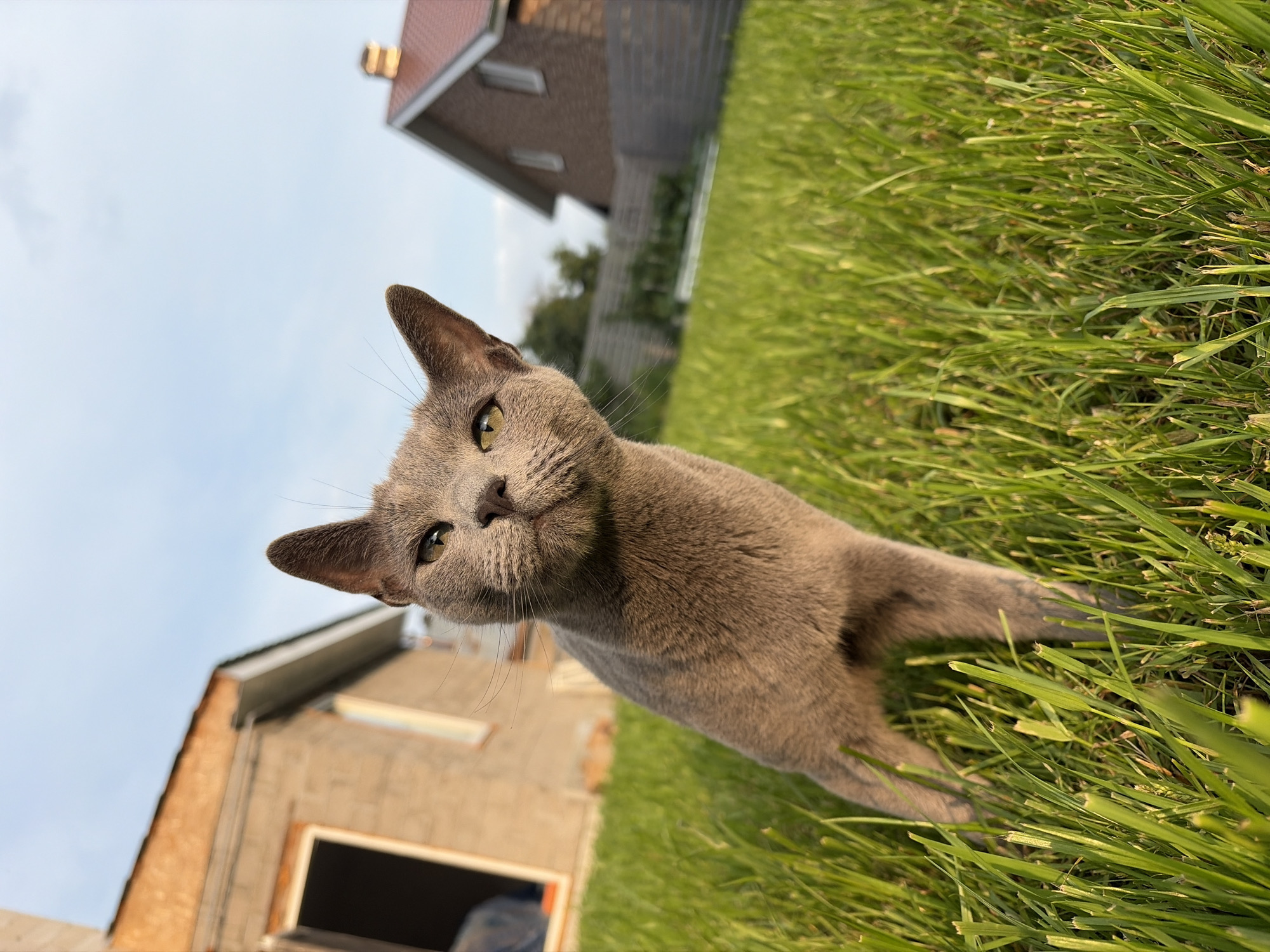 Russian Blue cat lounging in grass near a construction site