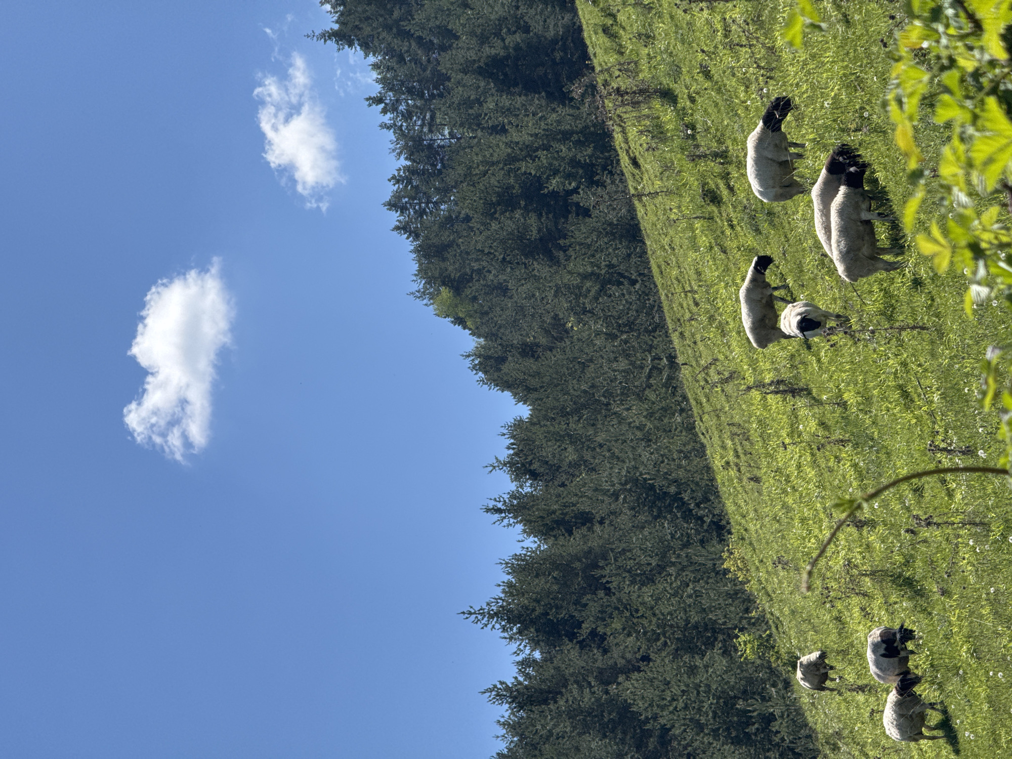 Sheep flock grazes Osogovo Mountains pasture near Kyustendil