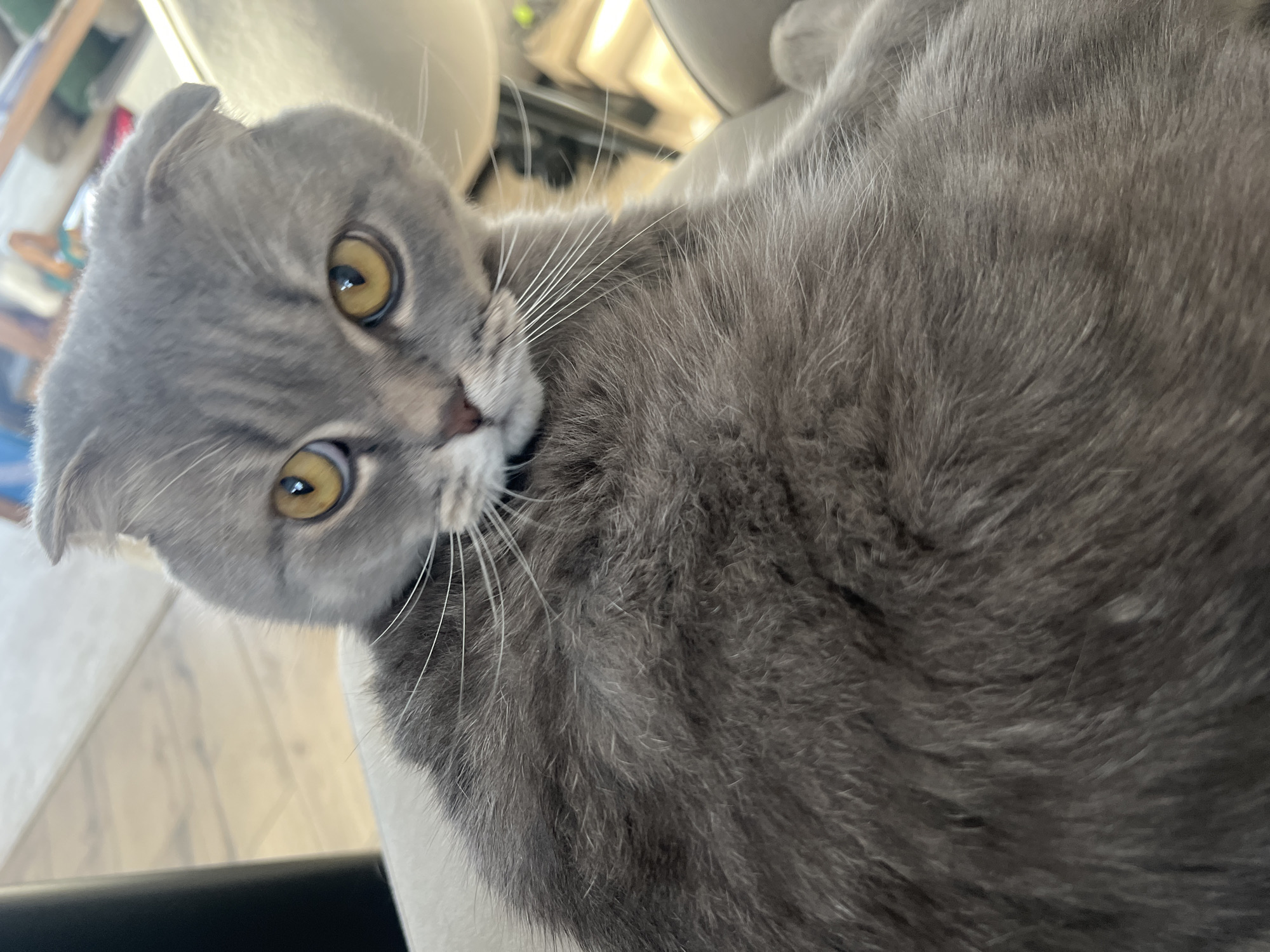 Cats and casual moments documented in Votkinsk, Russia