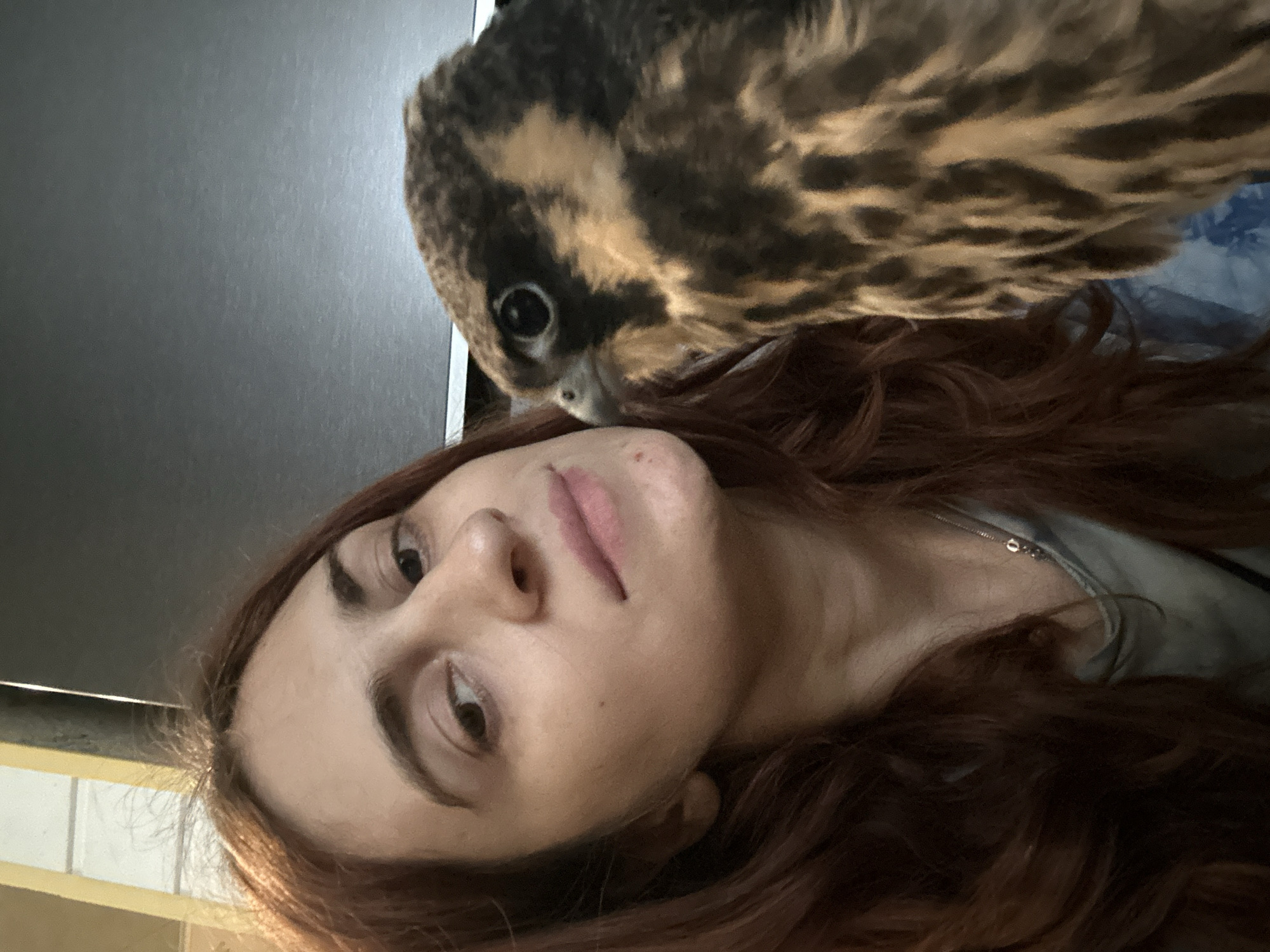 Up close with a juvenile peregrine falcon in Togliatti