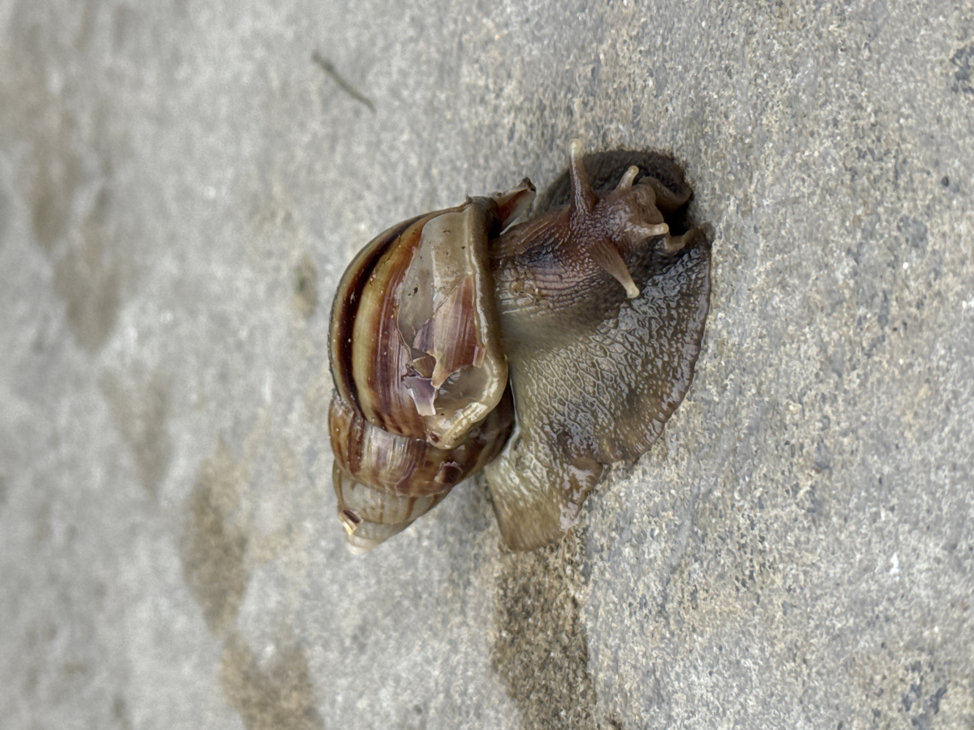 Large snail photographed on concrete surface in Chalong, Thailand