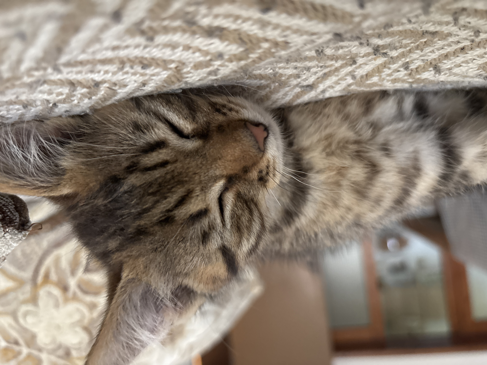 Tabby kitten naps and plays indoors in Radilovo