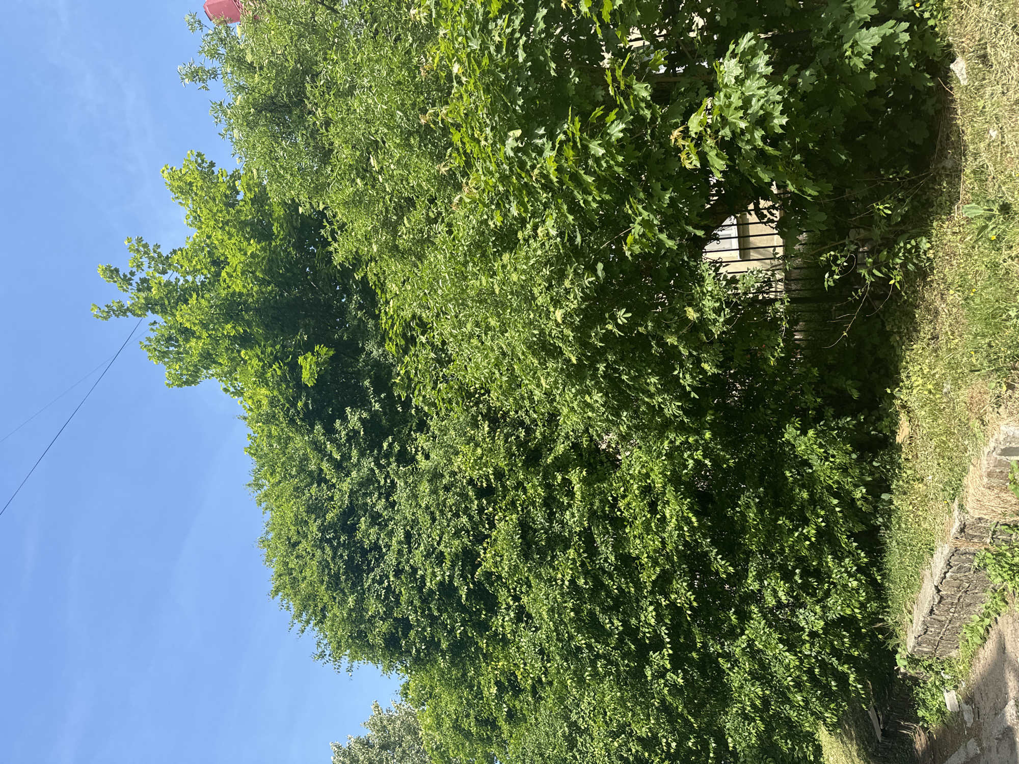 Urban walk documented through trees, streets, and personal observations