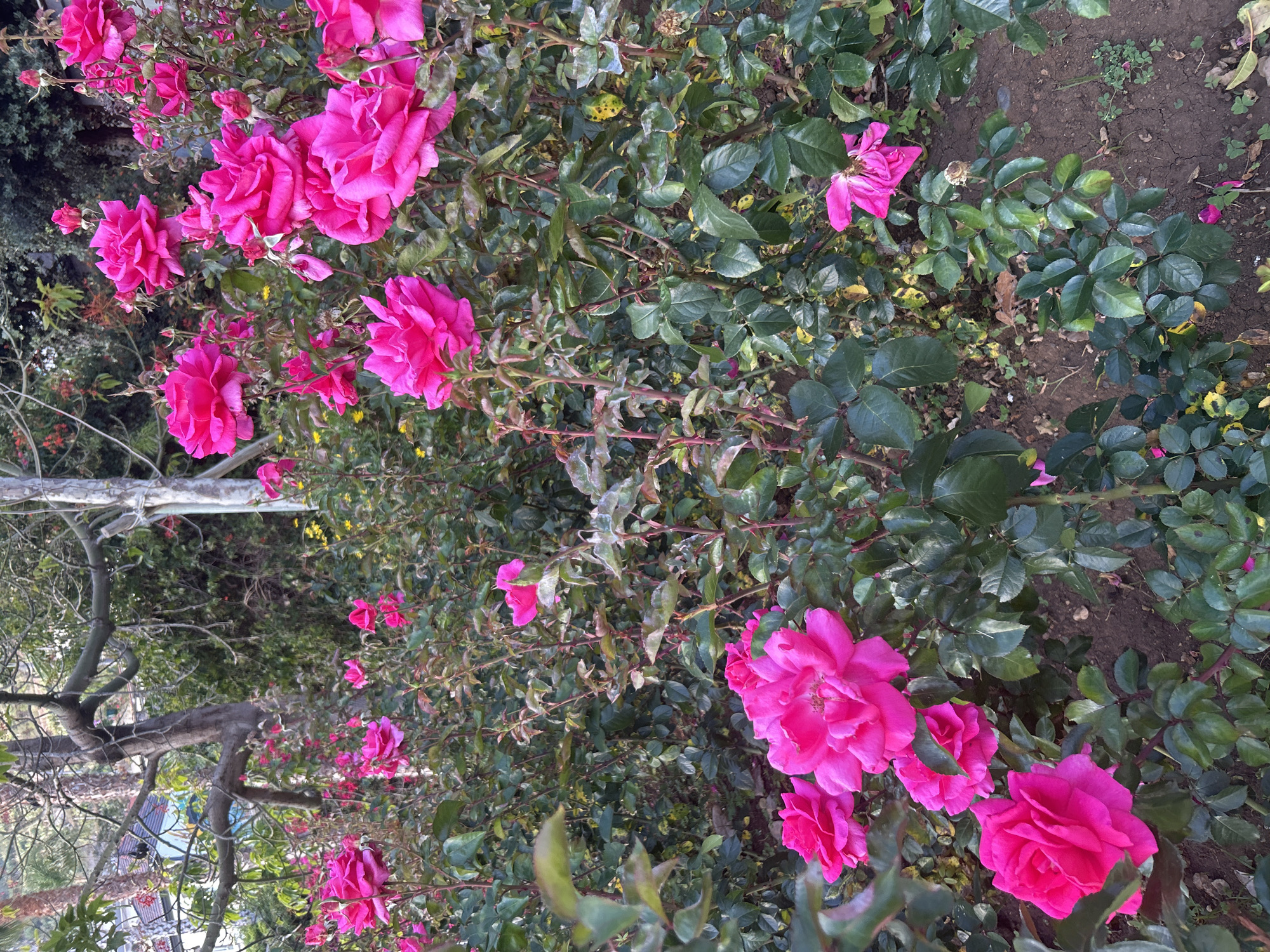 Tourist captures flowering gardens and decorated streets in Câmara de Lobos