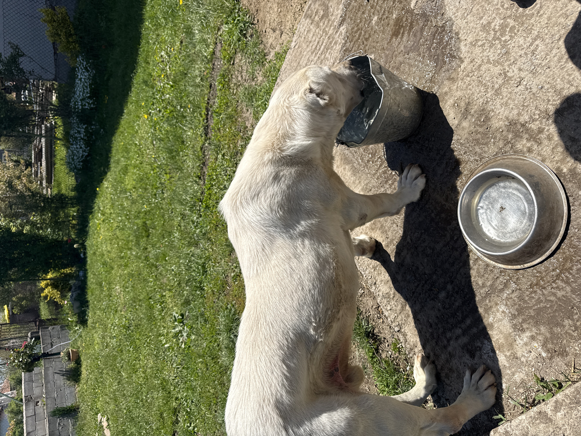 Dog drinks from bucket in Meshtitsa, Bulgaria