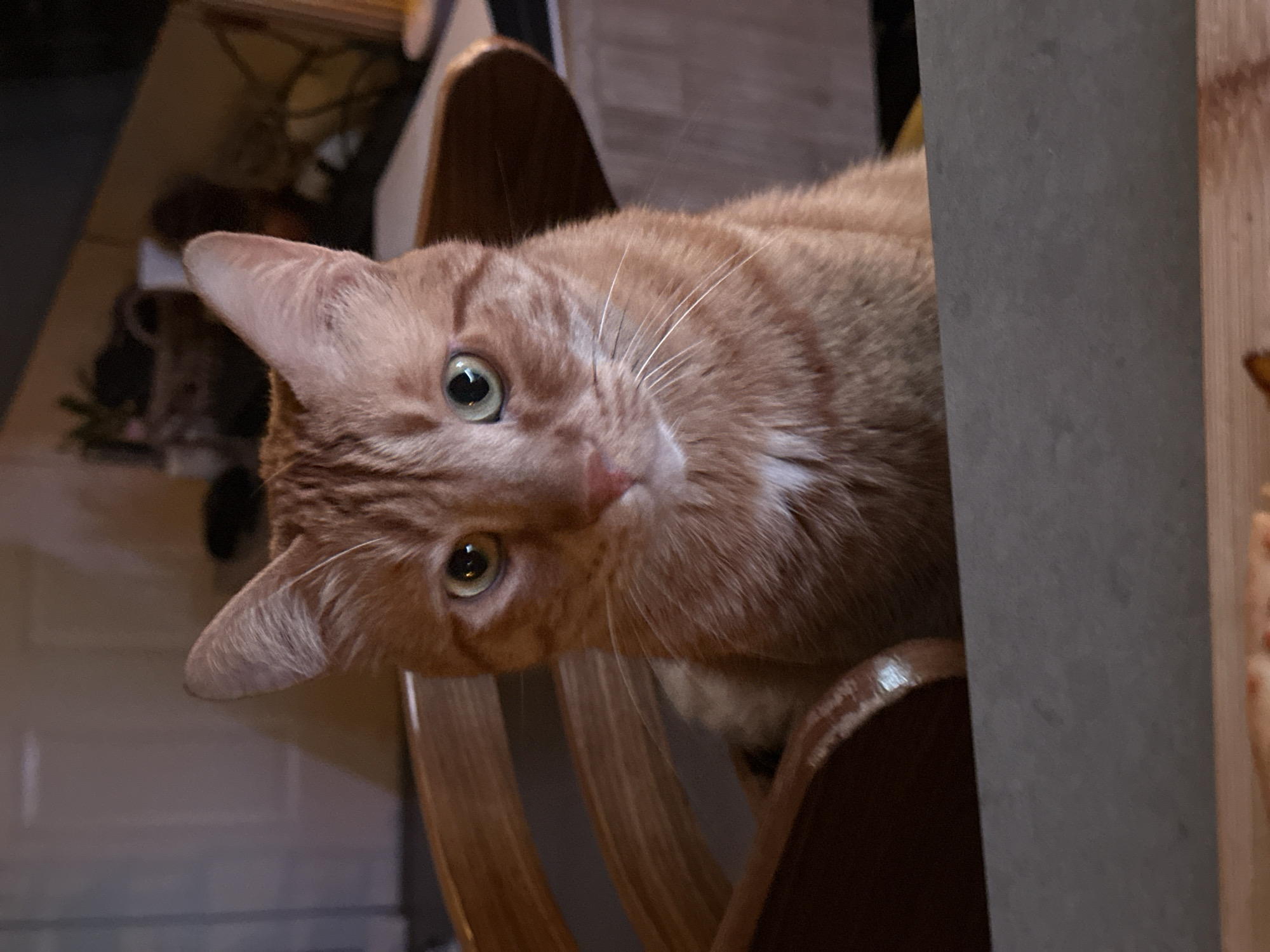 Orange tabby cat reaches for pizza during early morning meal