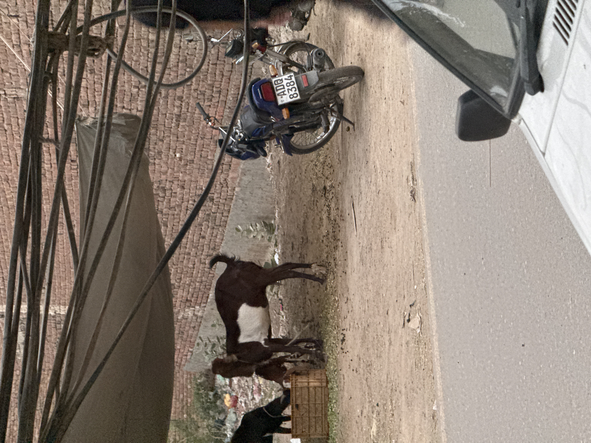 Auto-rickshaw driver rests as goats graze near urban street