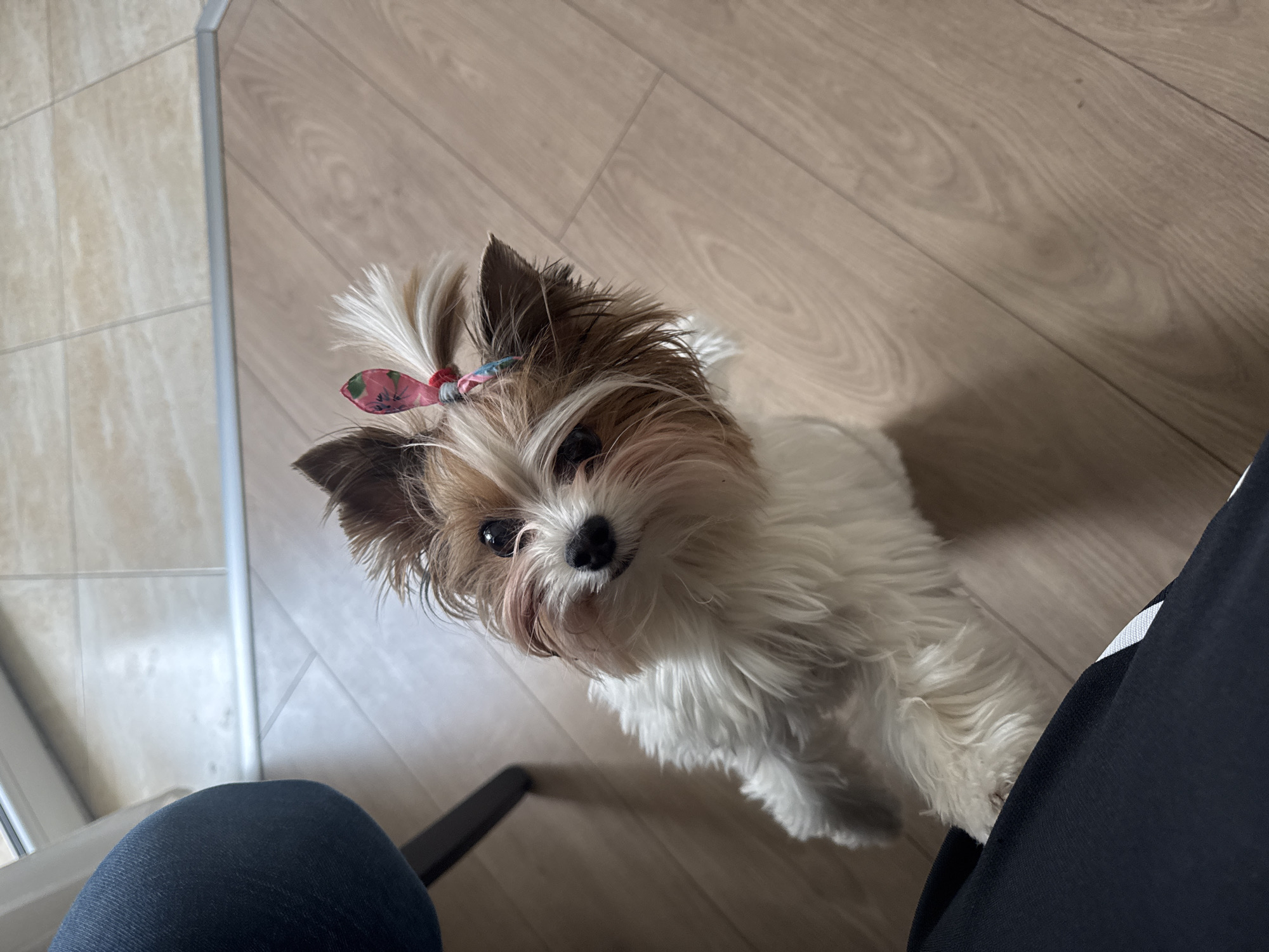 Small dog with hair bow photographed in Plovdiv home