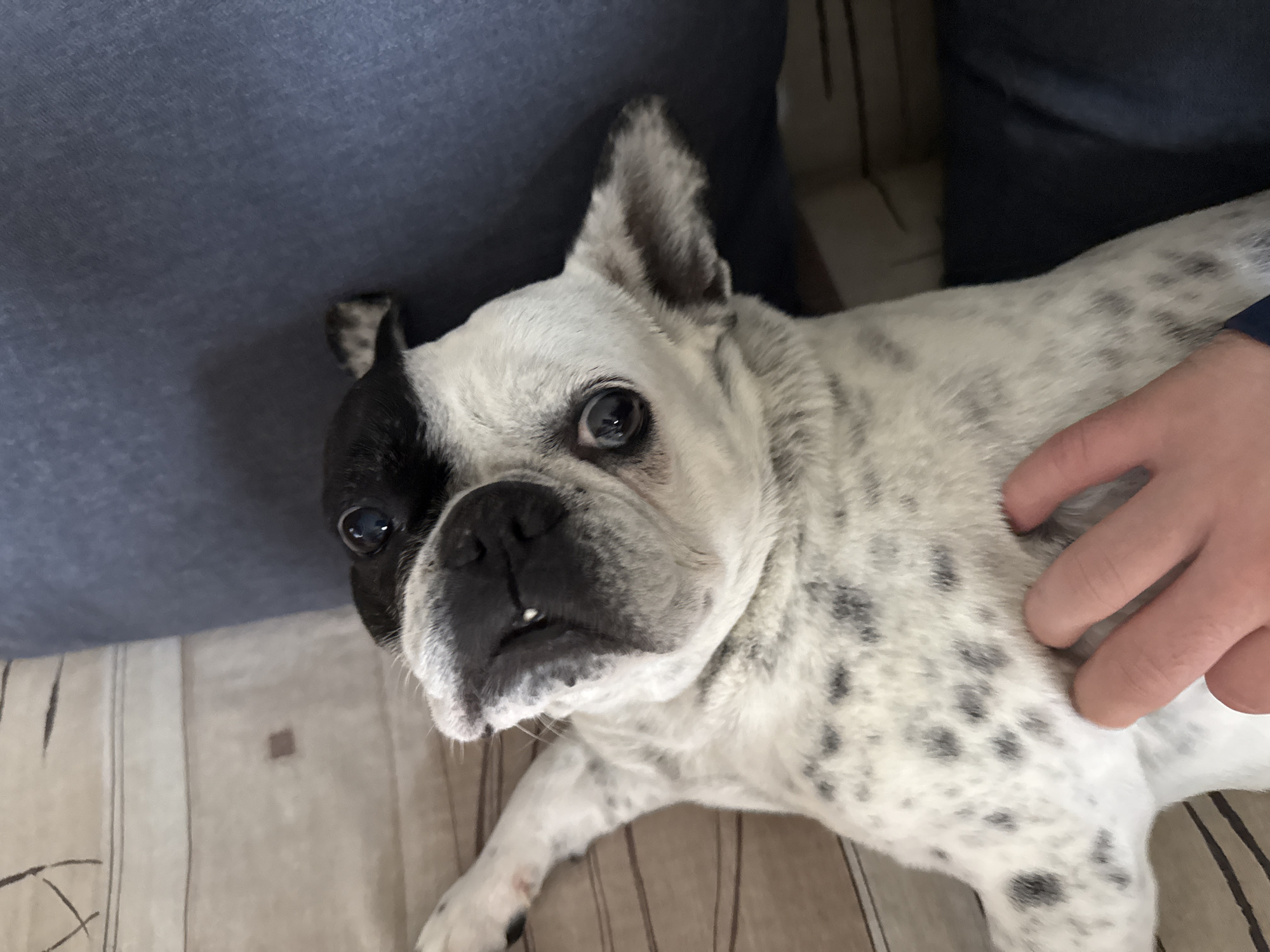 French Bulldog receives gentle pets from owner in Kardzhali