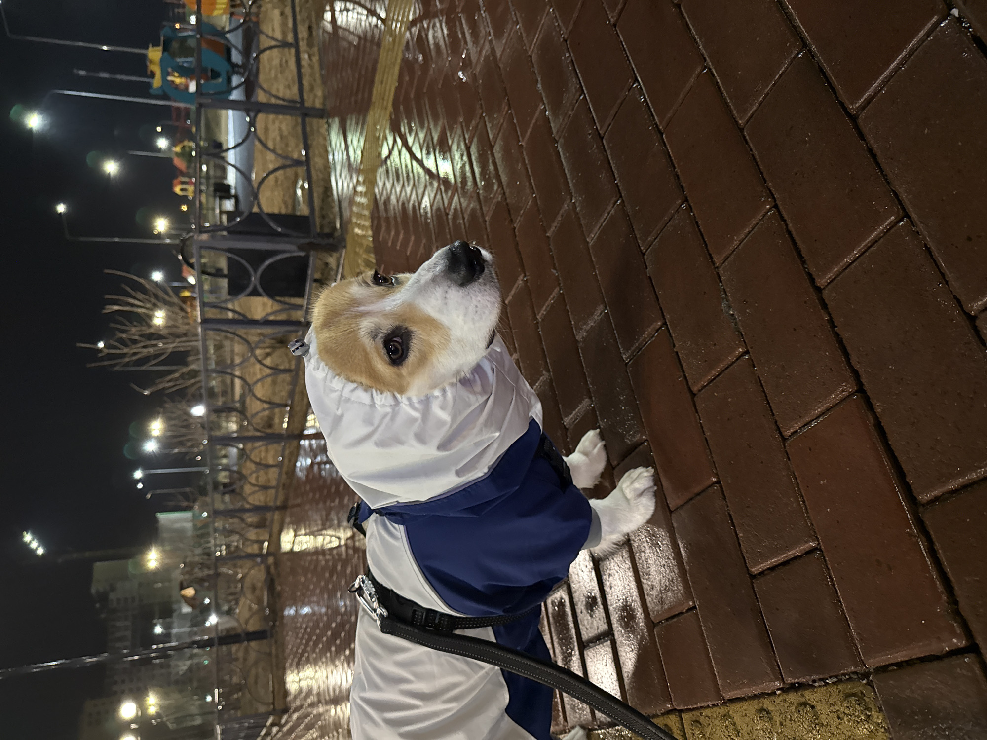 Dog in rain jacket spotted on nighttime walk in Krasnoyarsk