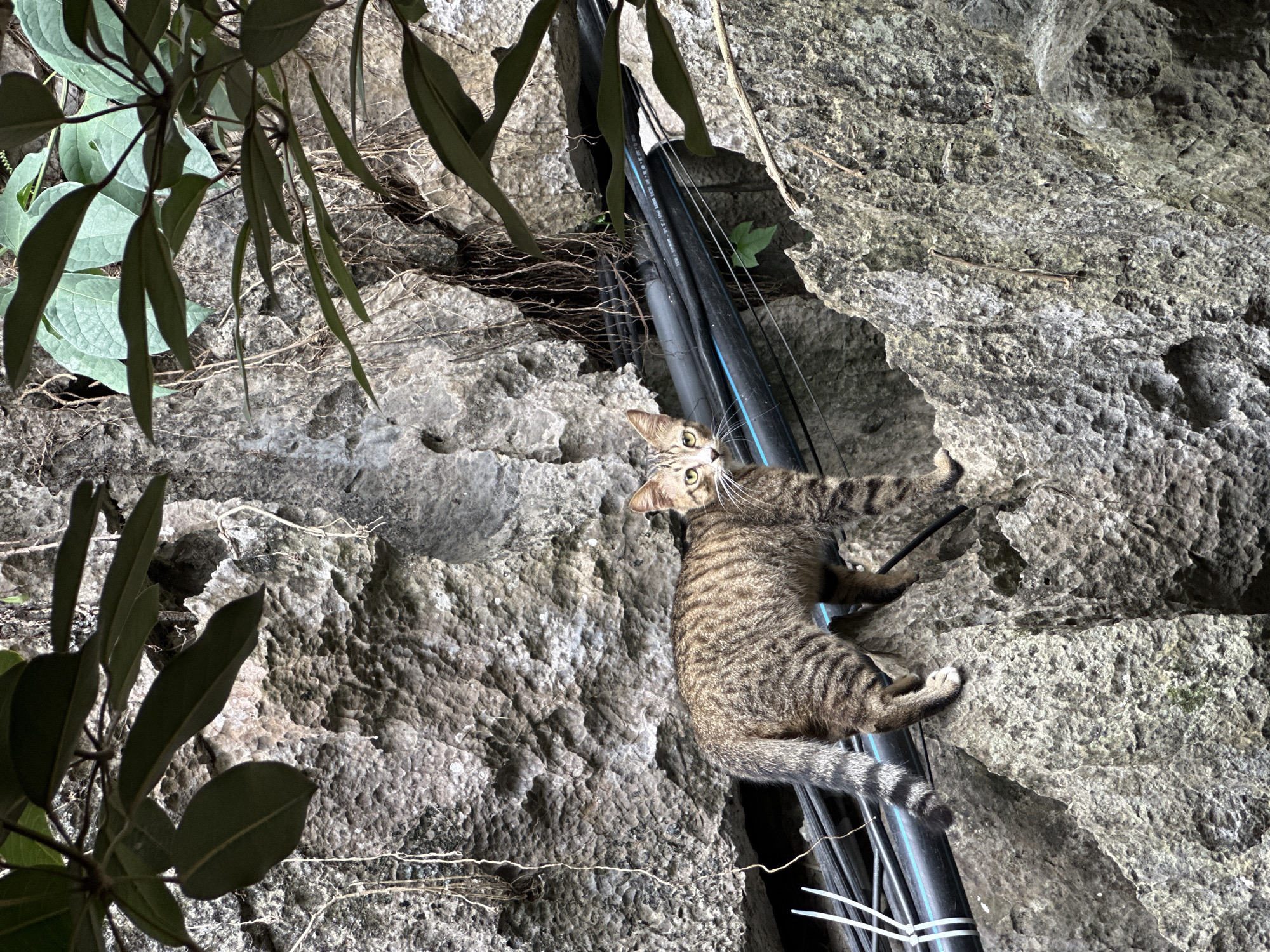 Quiet morning moments with cats and pool maintenance in Vietnam