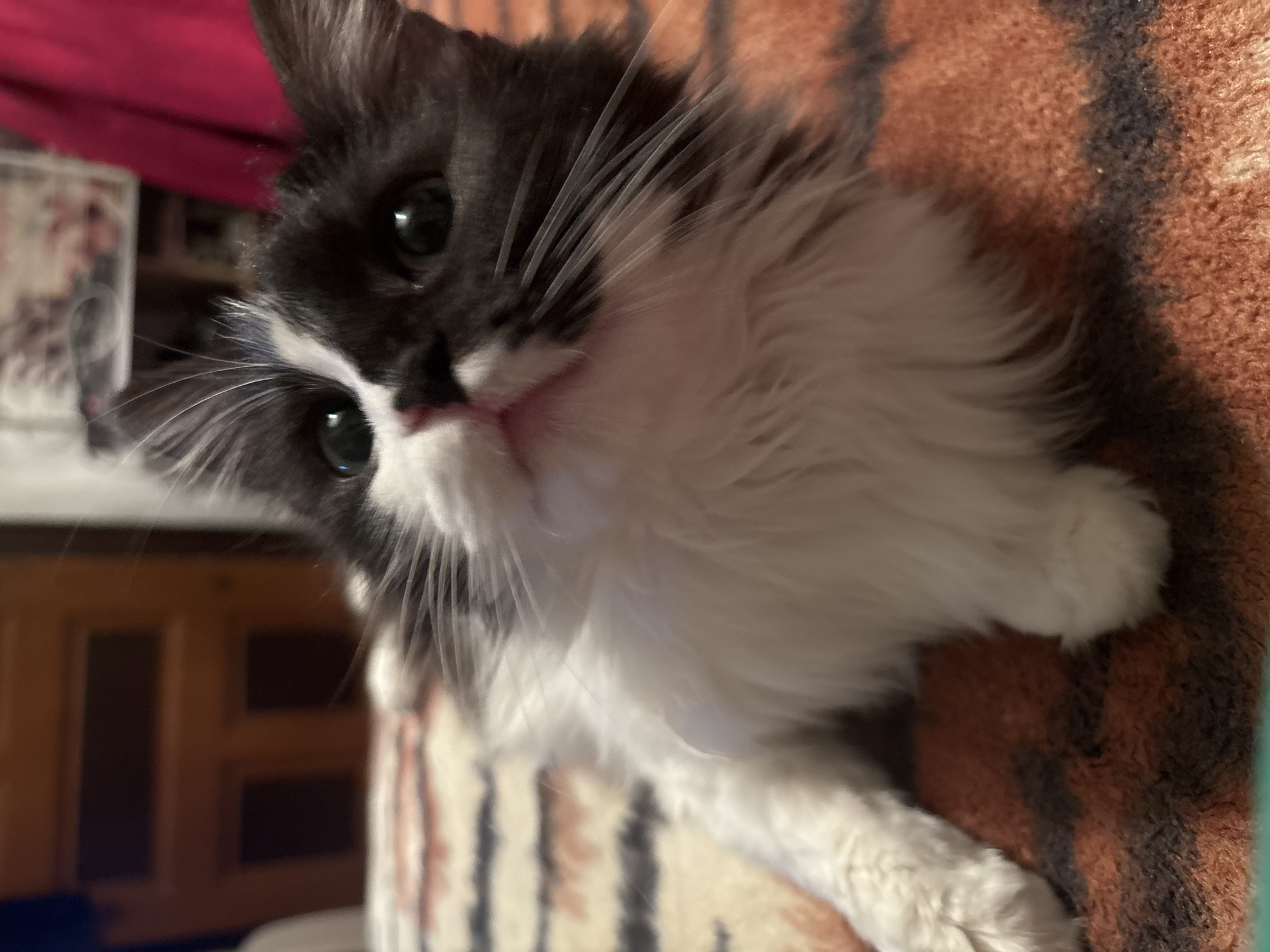 Quiet afternoon with beloved cat in Bulgarian home