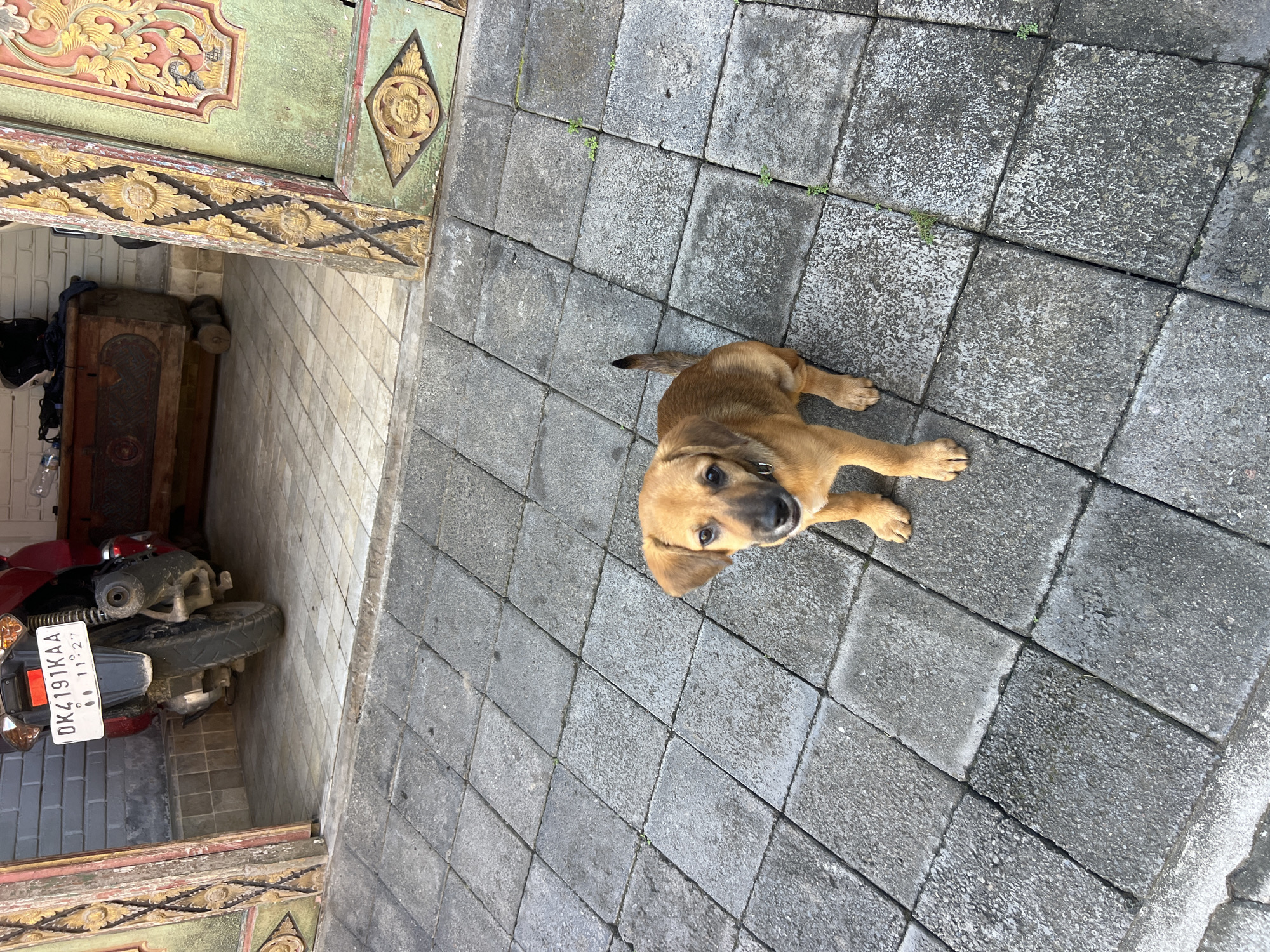 Puppy spotted on street in Batuan Kaler, Indonesia