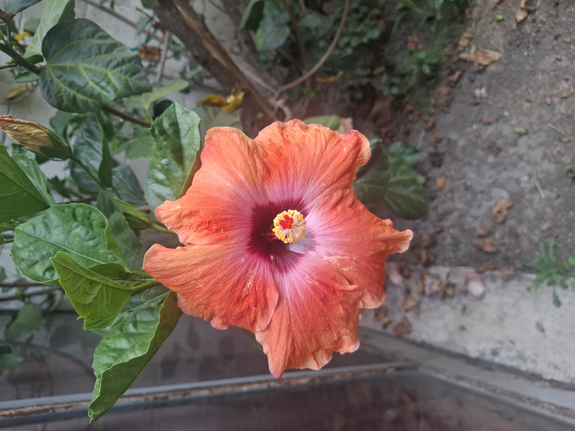 Witness captures blooming hibiscus, architecture in Naucalpan de Juárez