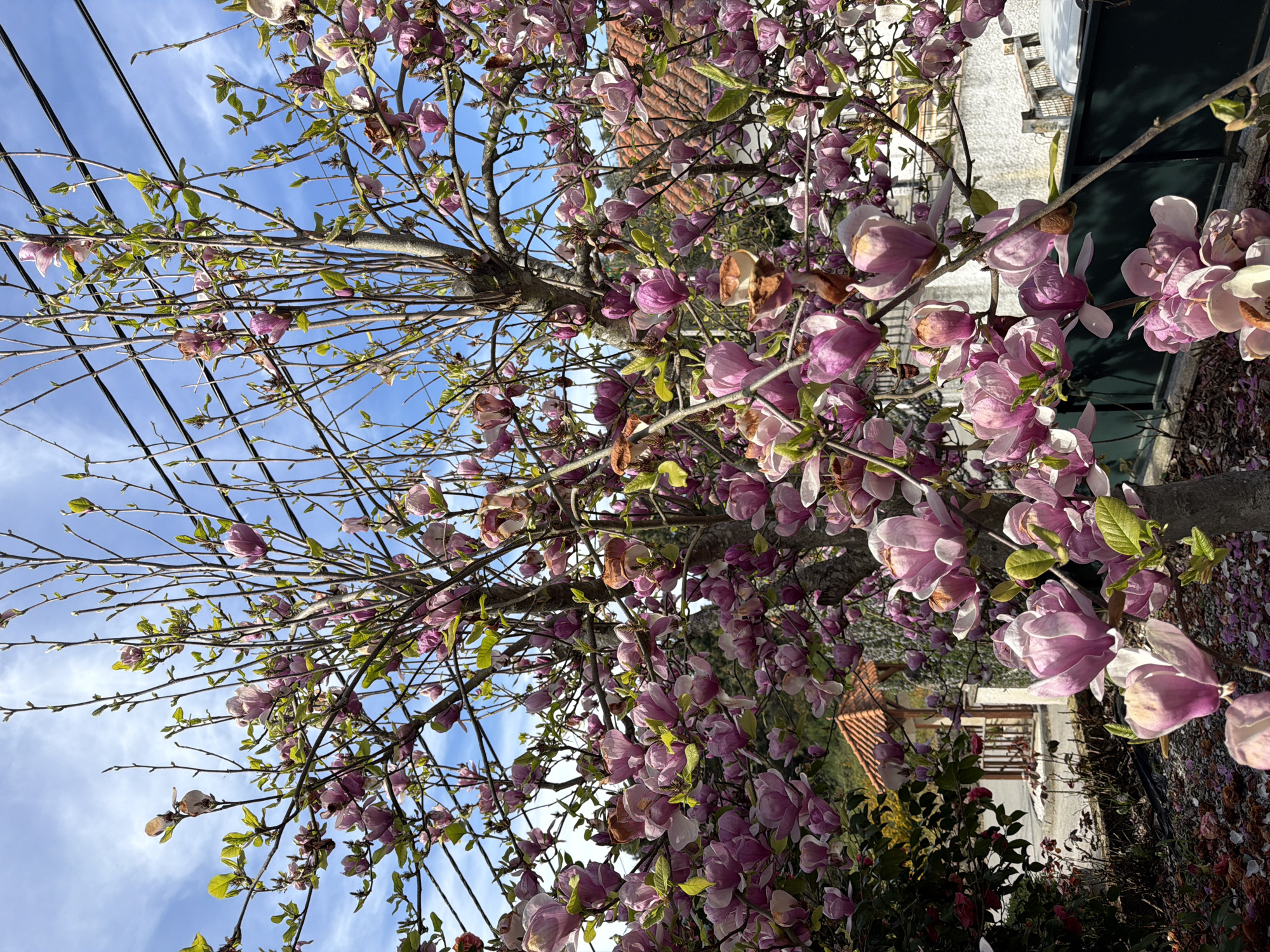 Spring blooms and parked car observed in Vila Real residential area