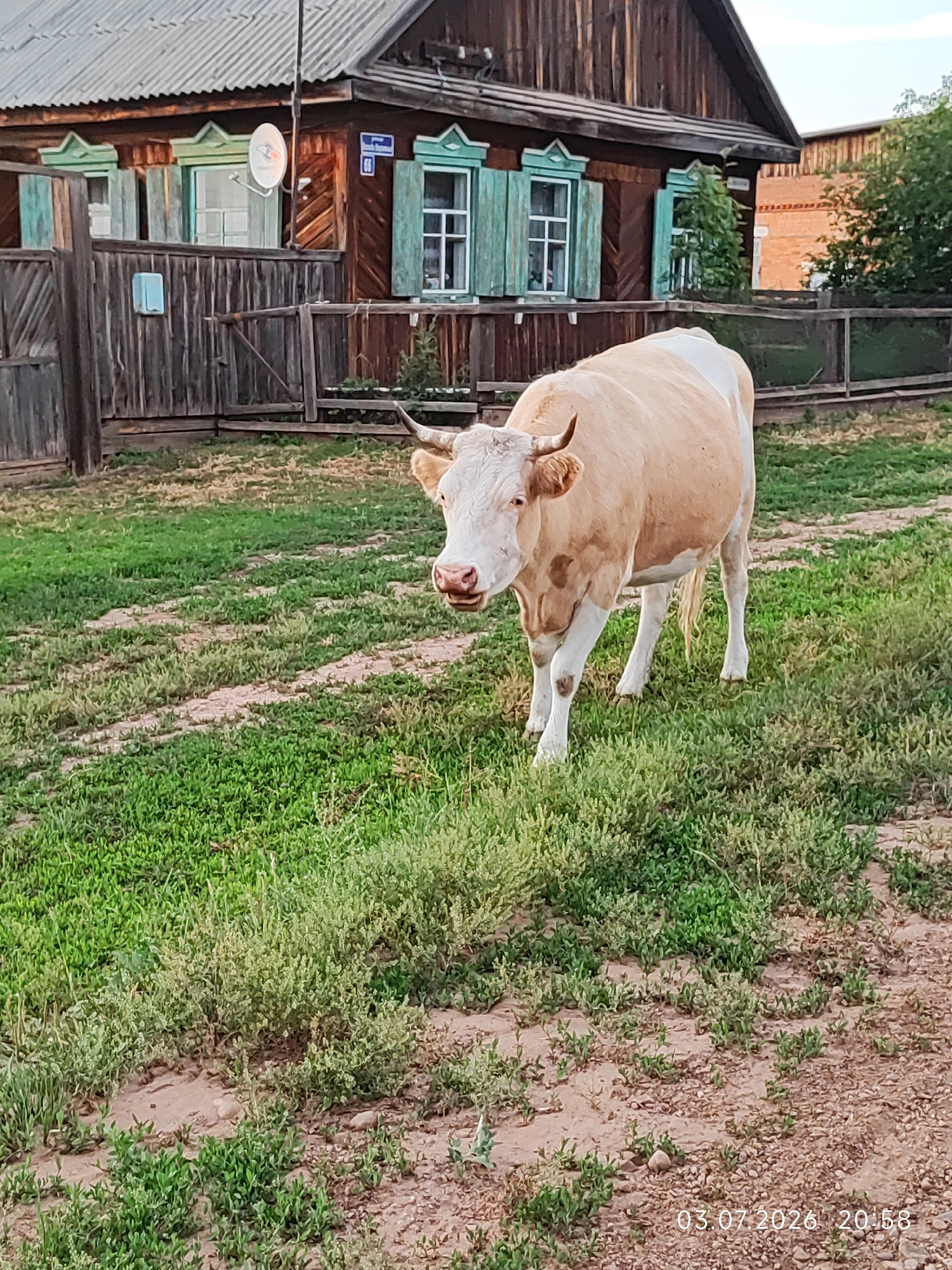 Cow strolling a dirt path in rural Konovalovo, Russia