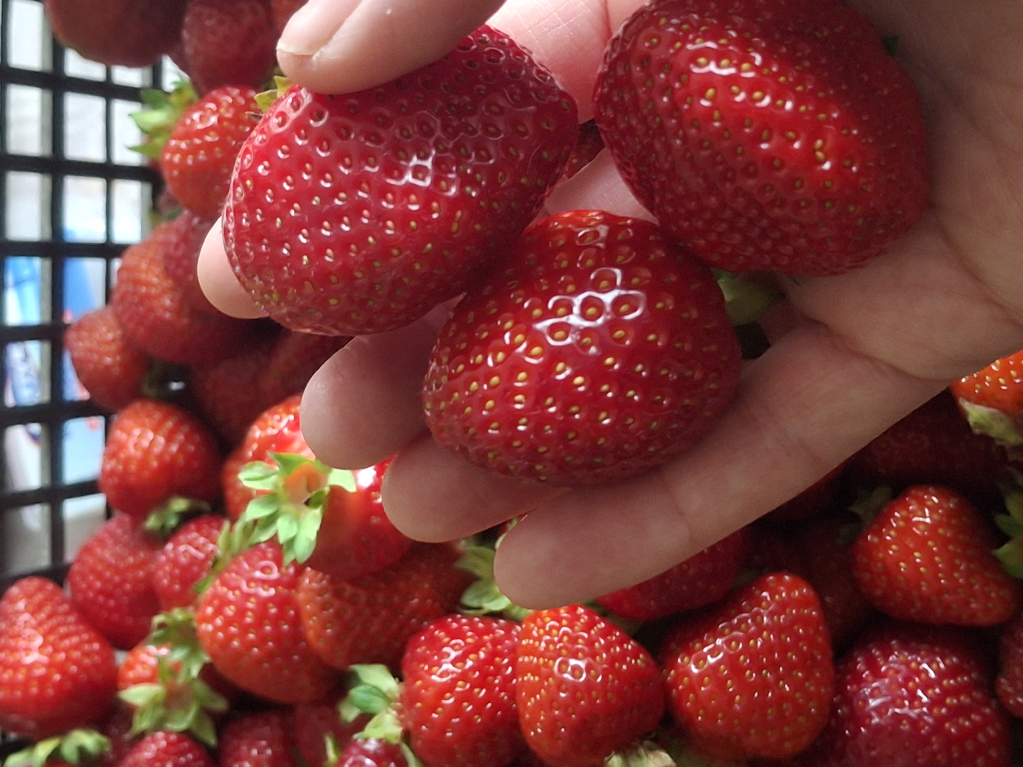 Fresh strawberry harvest closeups in Ogre, Latvia