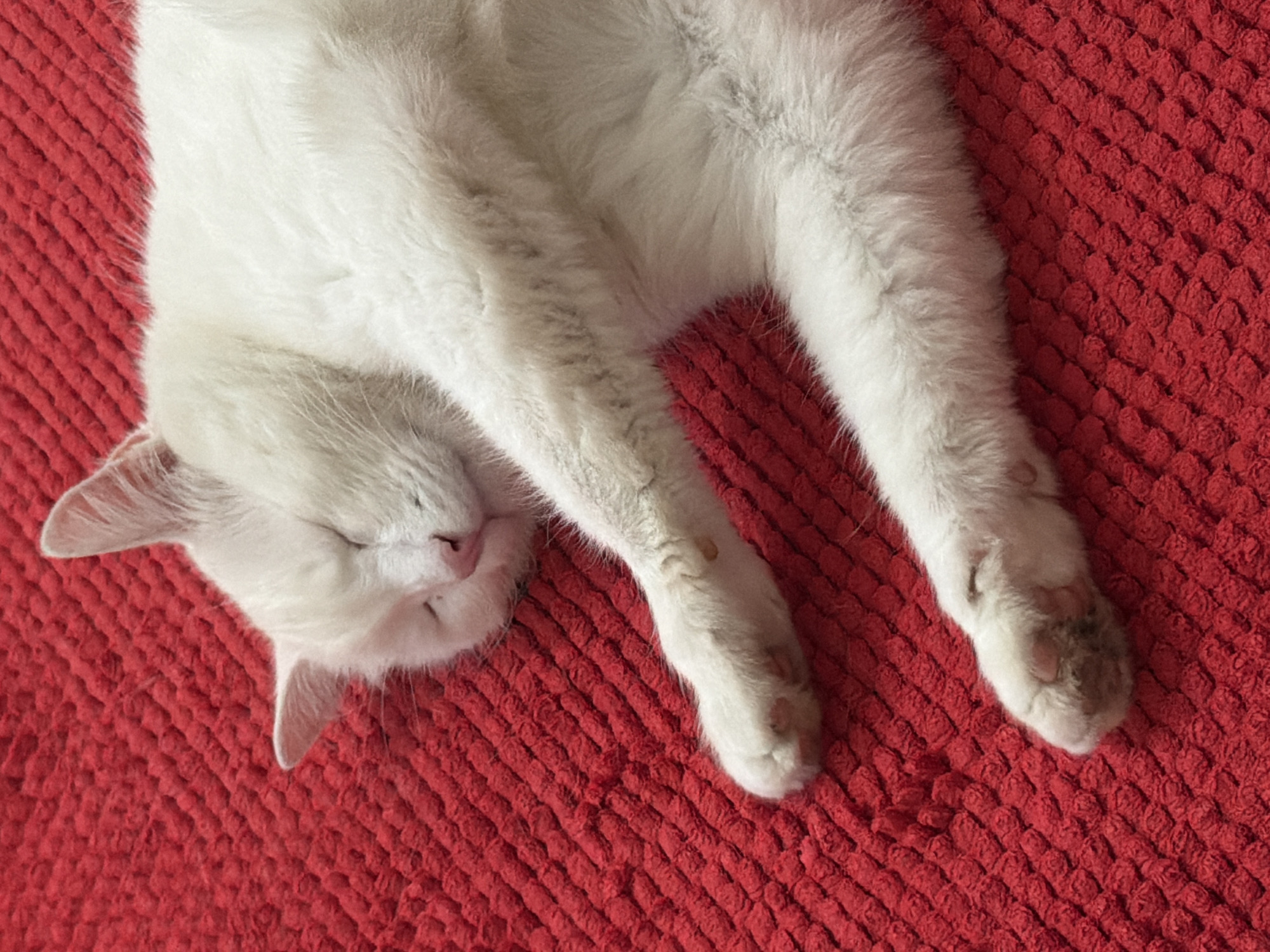 White cat rests on red rug in Zimyonki