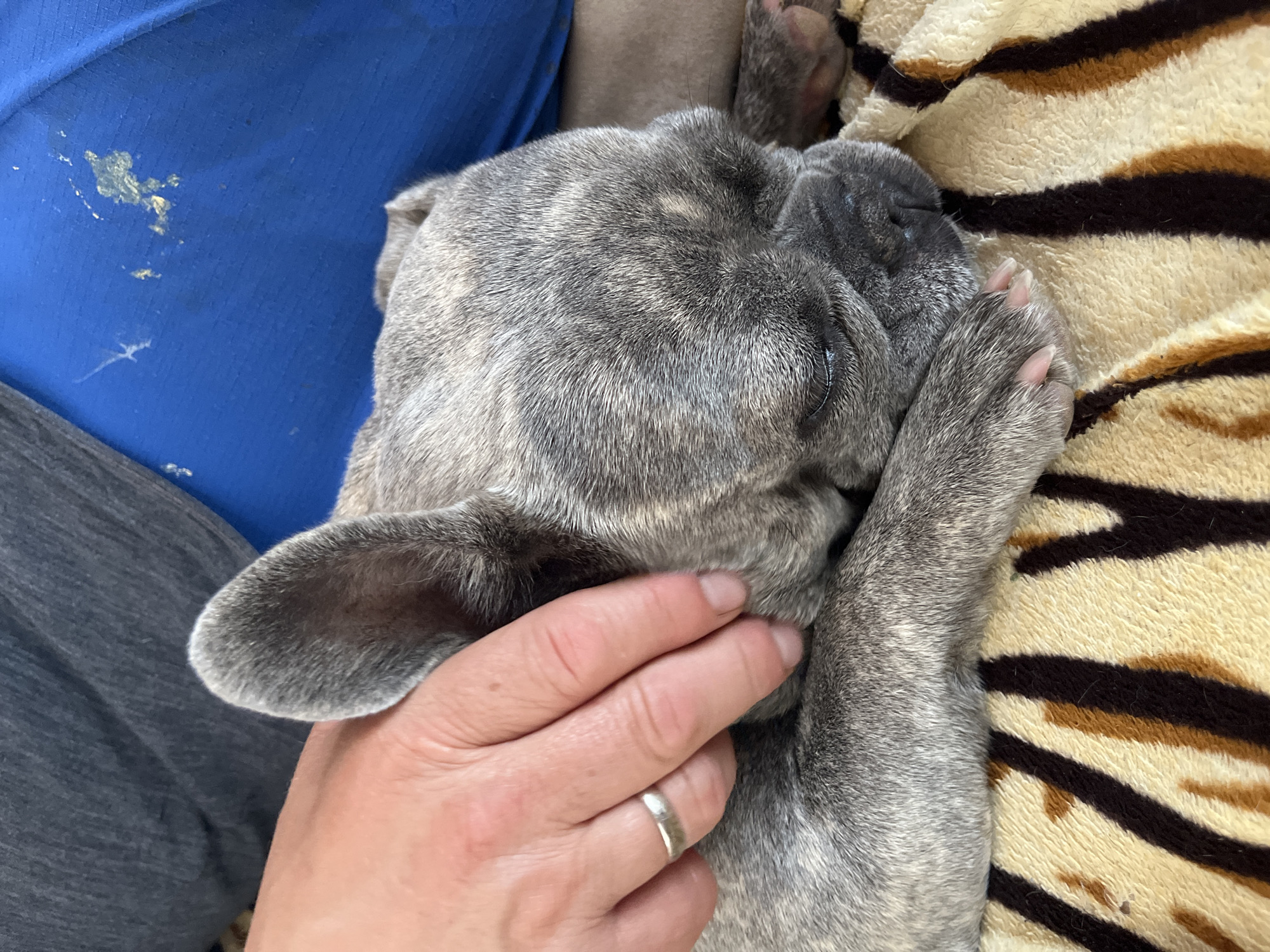 French Bulldog naps peacefully indoors, captured by witnesses