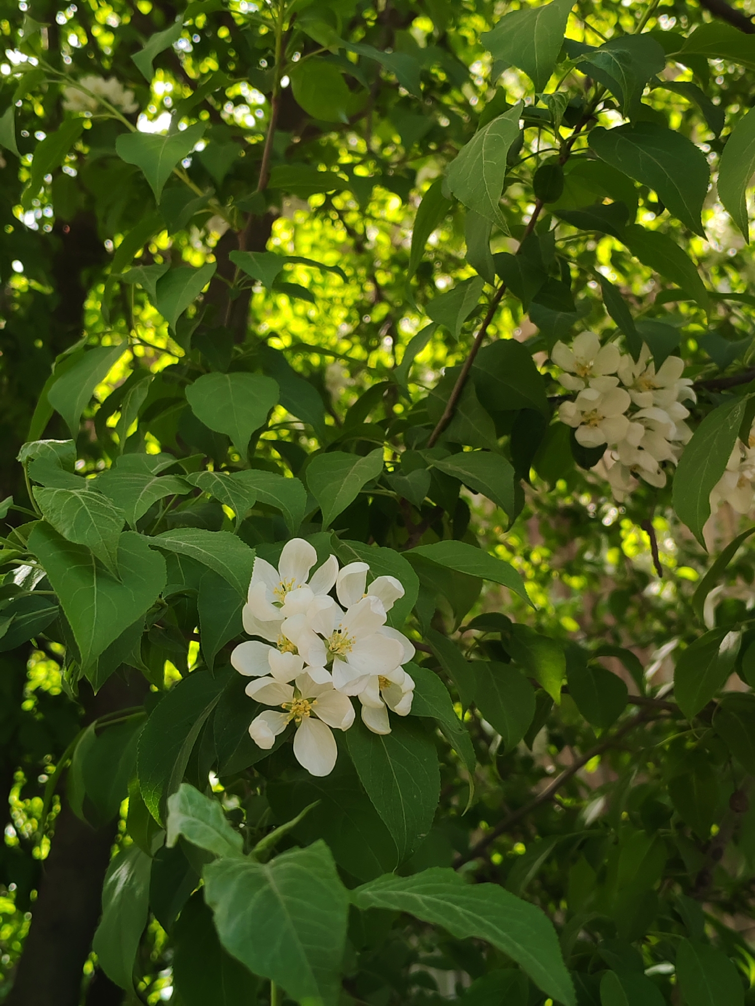 Toddler enjoys spring day amid blooming apple trees in Russia