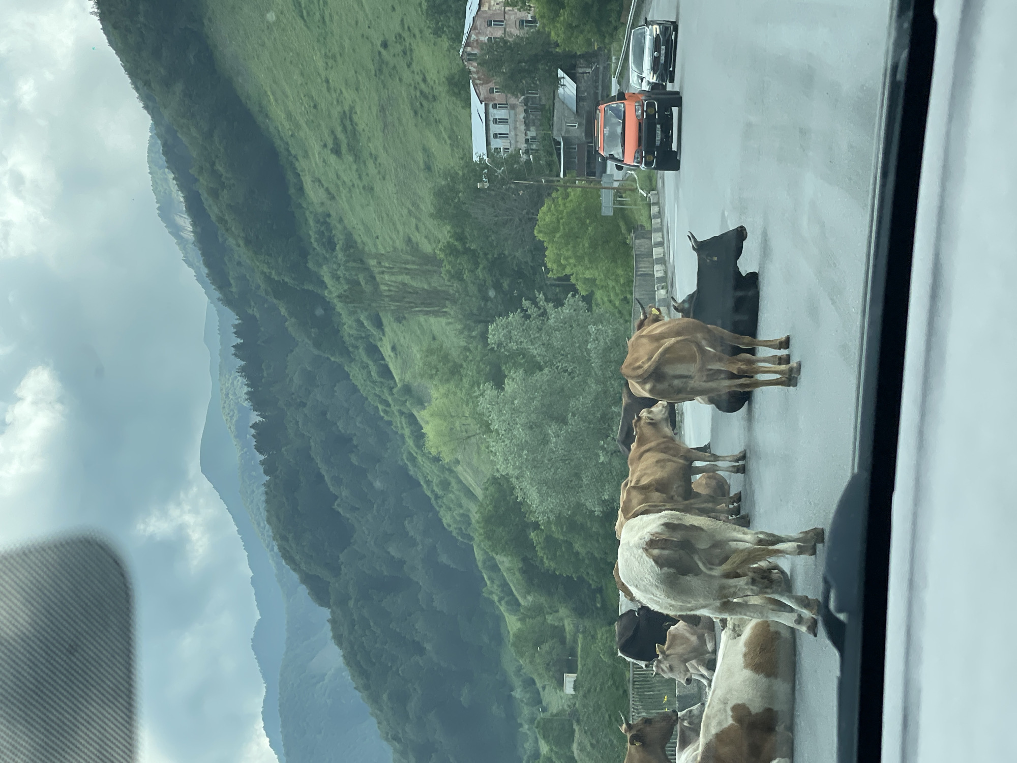 Cows block a mountain road in Kvemo Mleta, Georgia