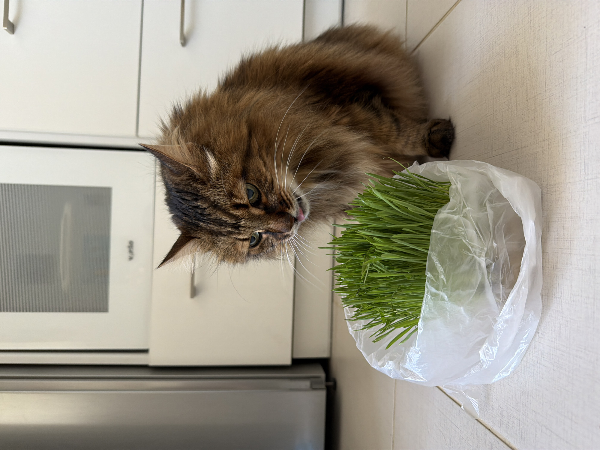 Cat, cacti, and collectibles on a Kyiv morning