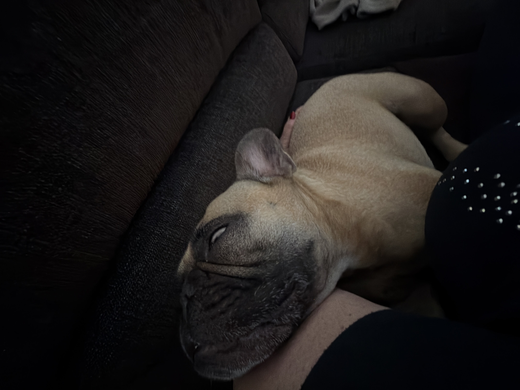 French Bulldog and owner napping together on a couch in Latvia