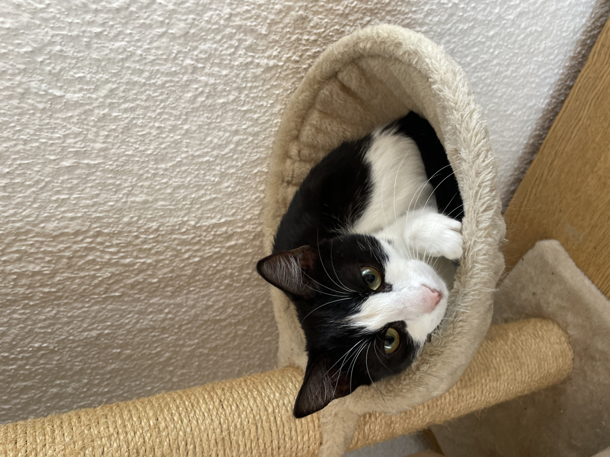Cat spends morning relaxing in cat tree, couch in Smolyan