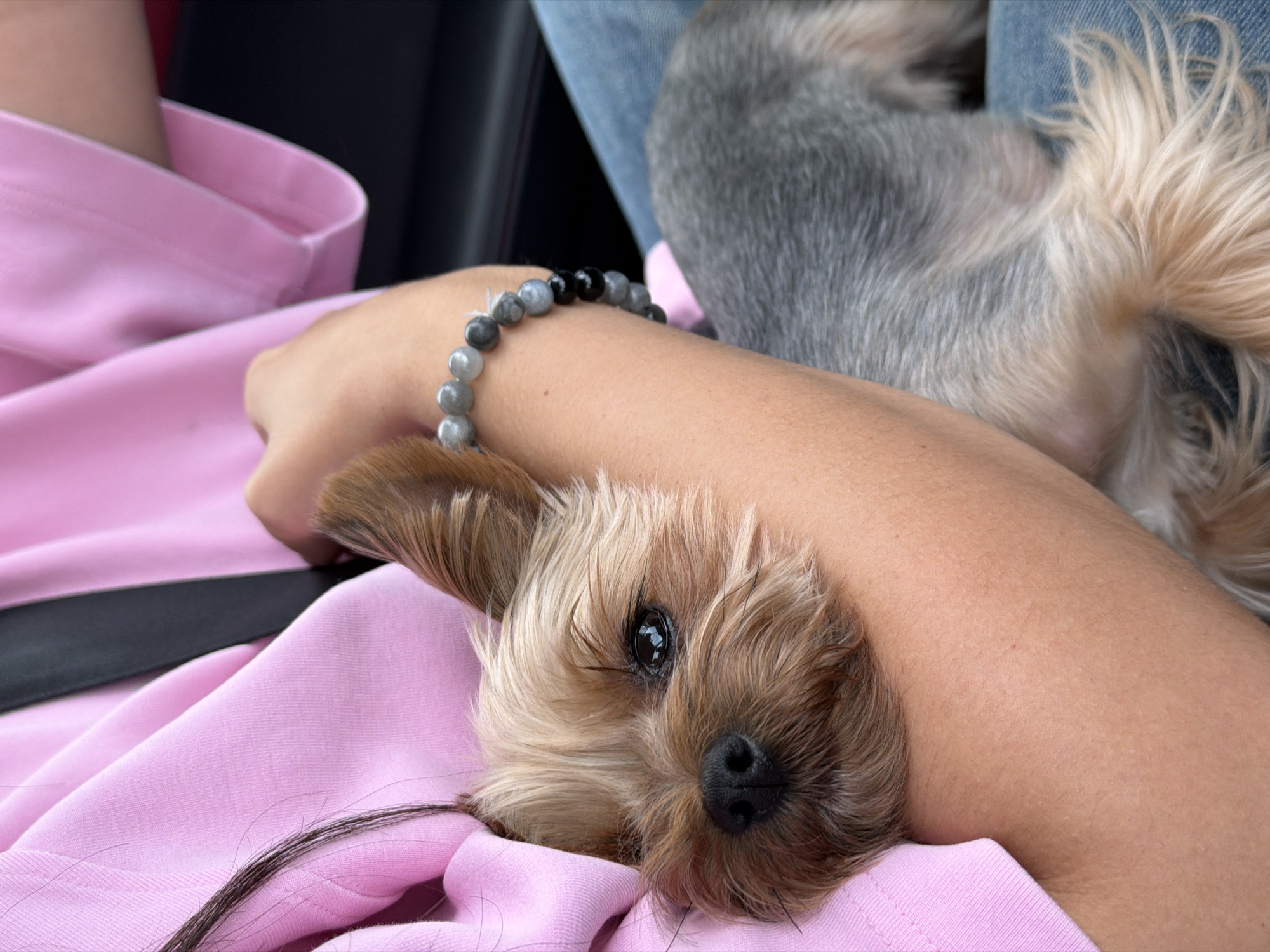 Yorkshire Terrier held close in Warsaw, July afternoon