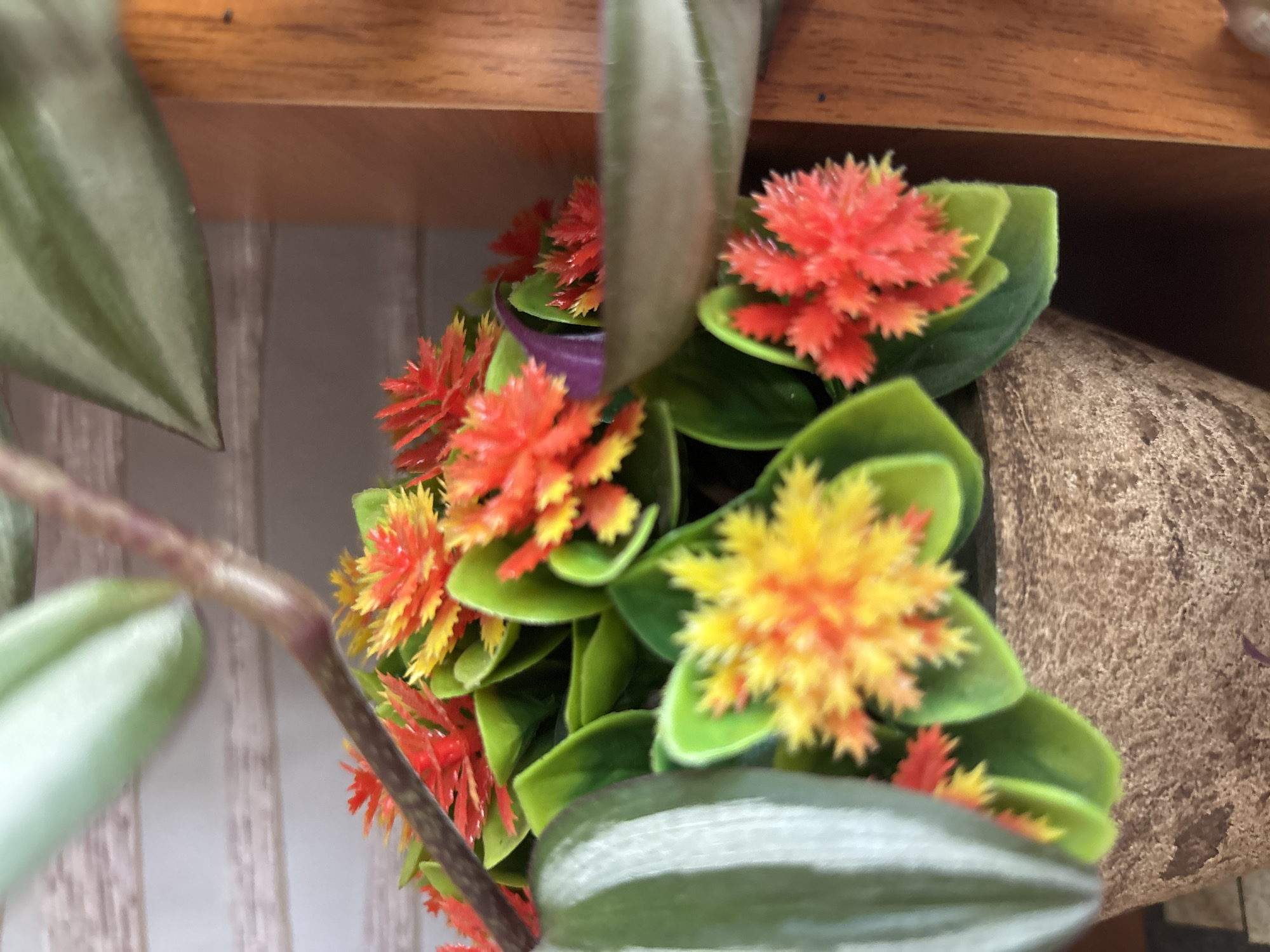 Windowsill plants and indoor decor in a Blagoveshchensk apartment