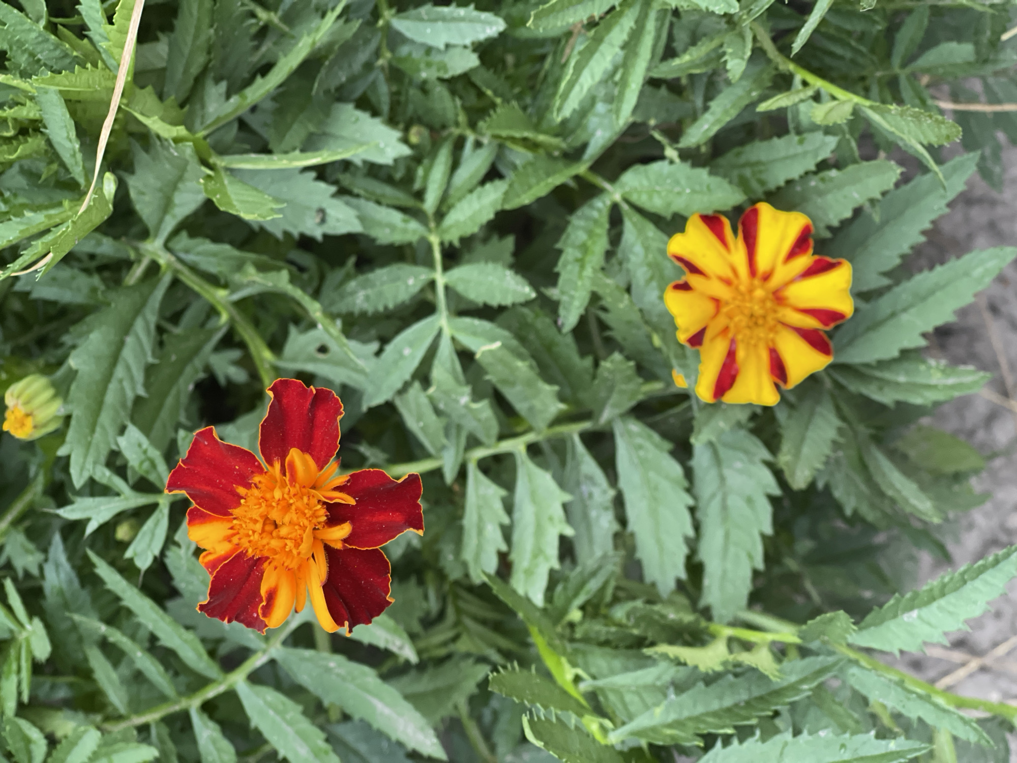Home garden snapshot: flowers, vegetables, and animals