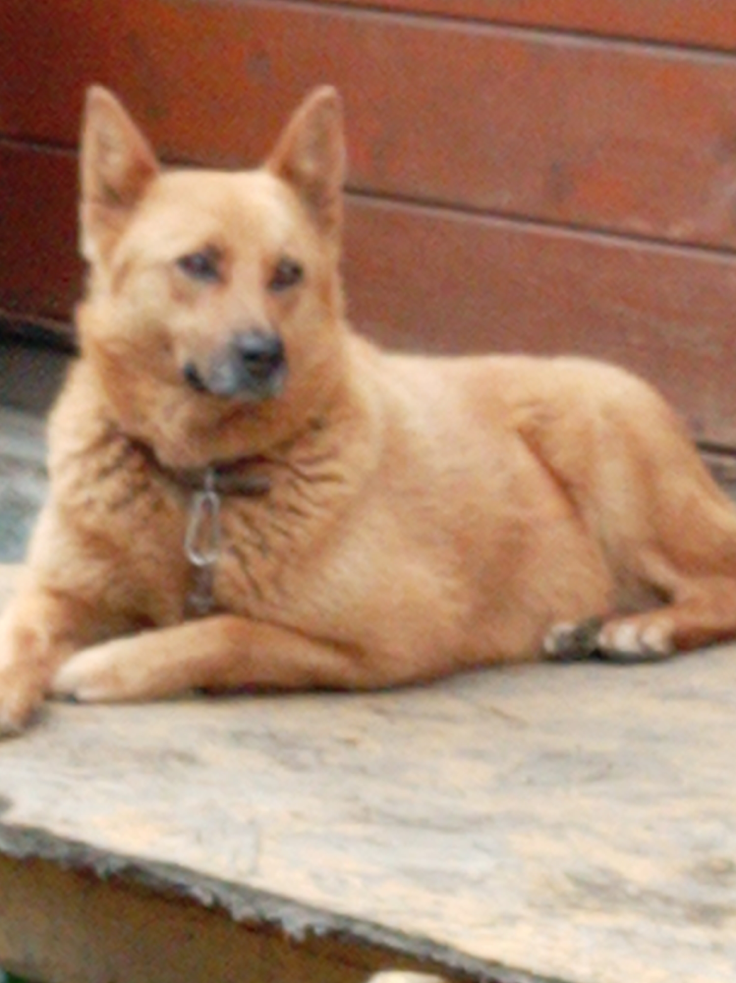 Dogs at a rural wooden property in Artyom on a gray morning