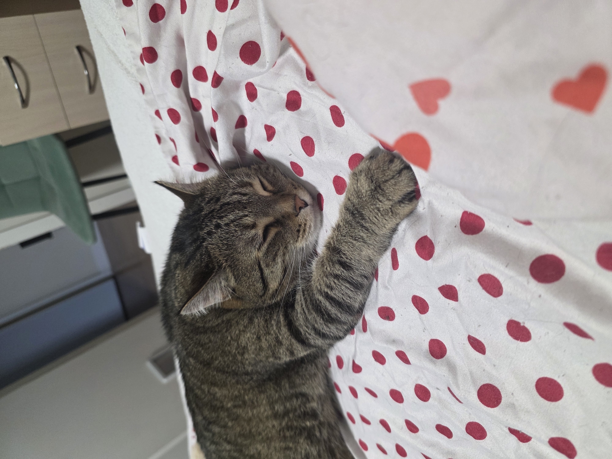 Tabby cat napping on polka dot sheets in Chelyabinsk bedroom