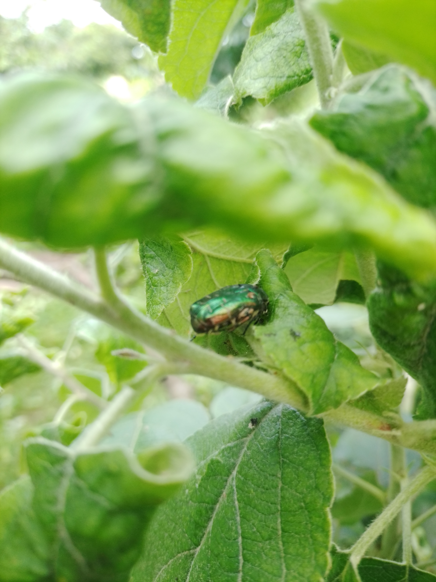 A quiet summer day in Ustyvytsia: fishing, foraging, and garden life