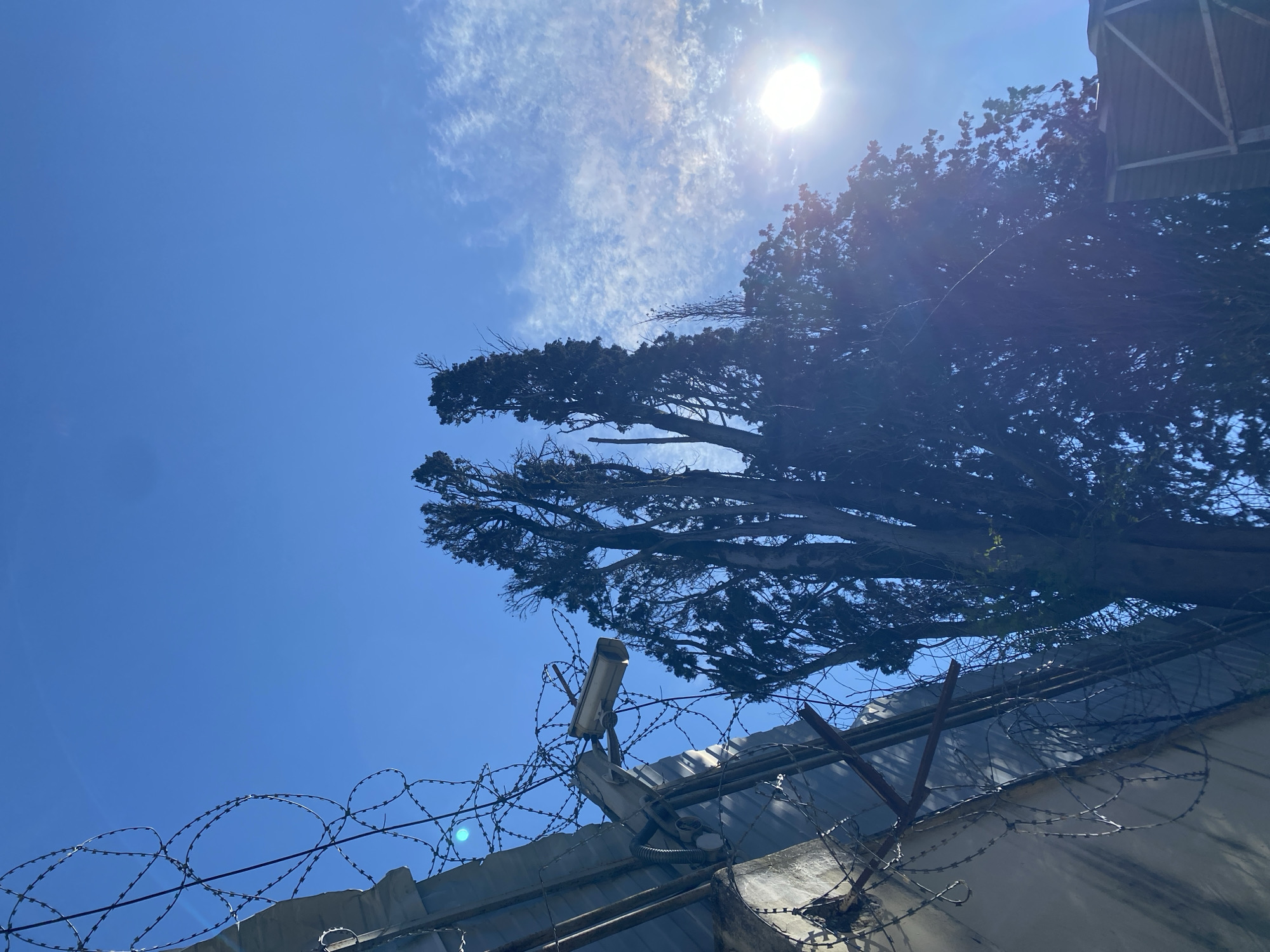 Morning skyward views captured in Sochi residential area