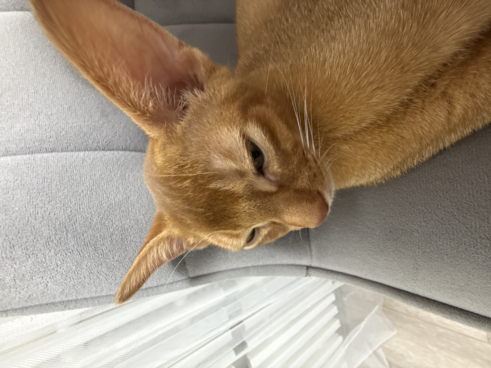 Ginger cat naps and cuddles at home in Stary Oskol