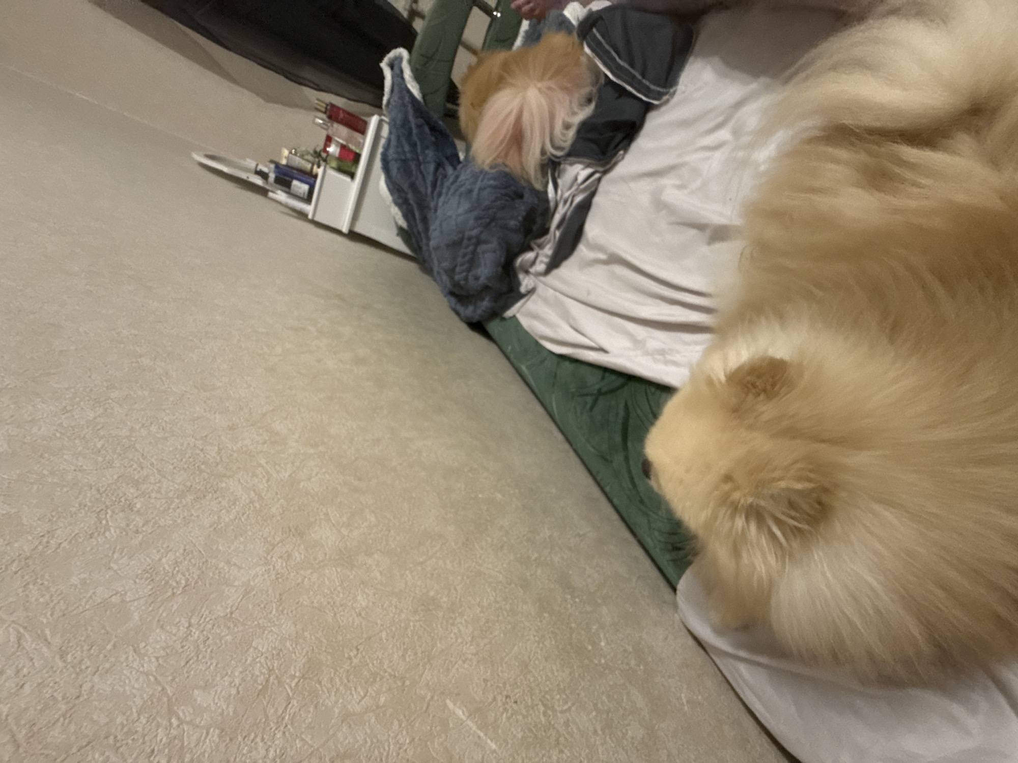 Pomeranian chills on blankets, chews bone, naps at home