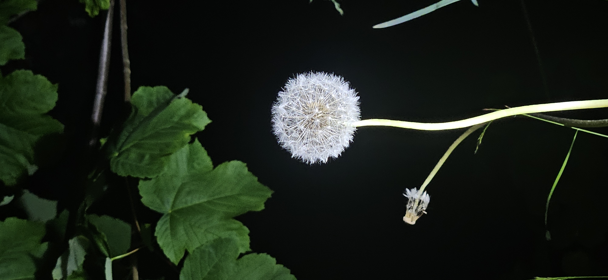 Nighttime scenes of dandelions, waterfall, and dark streets captured