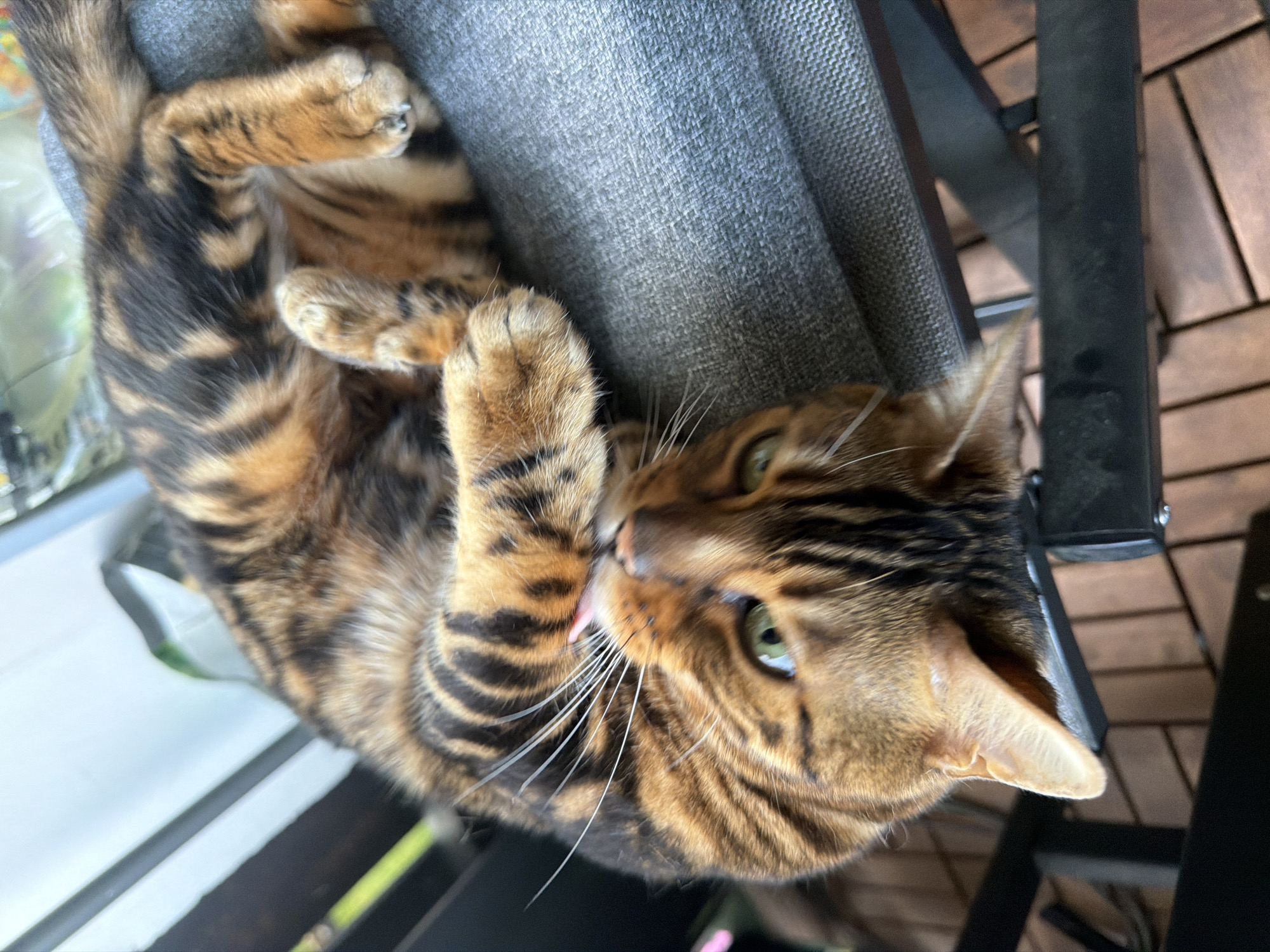 Bengal cat photographed relaxing outdoors amid alpine mountain scenery