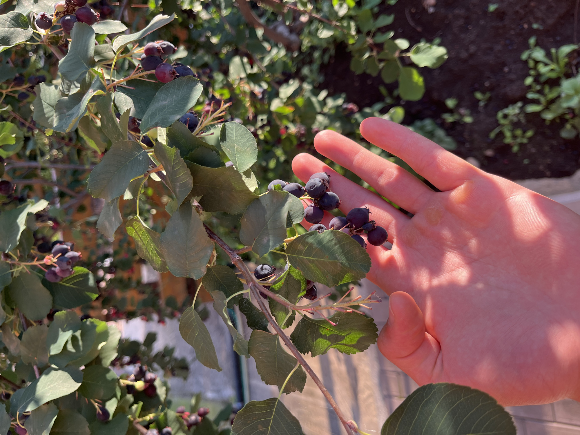 Summer garden in full swing — blooms, berries, and backyard details