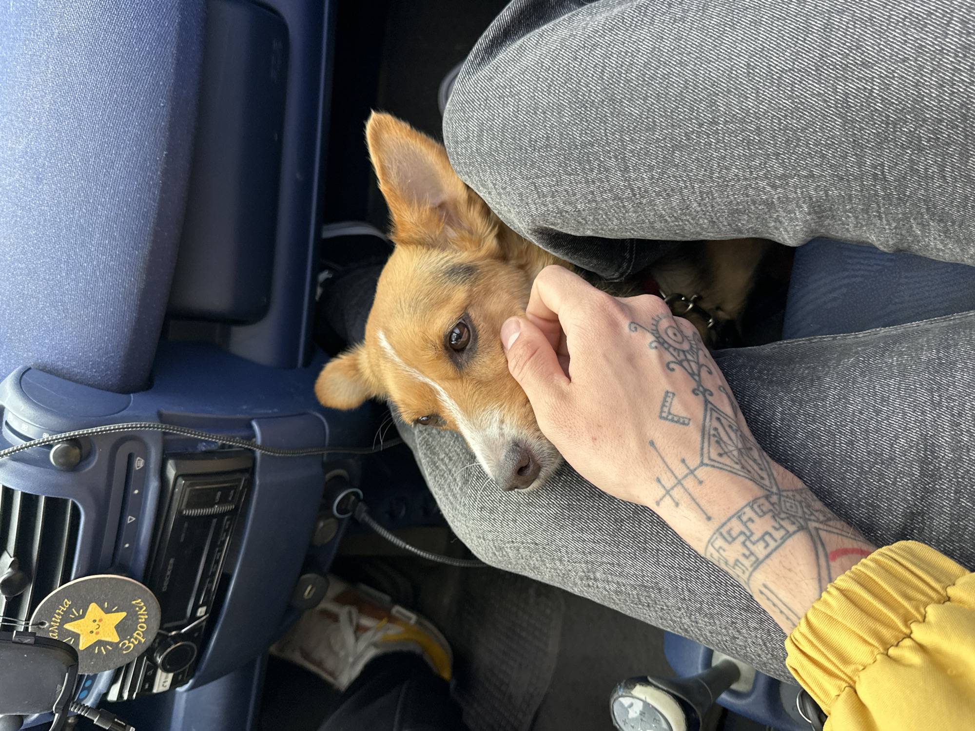Driver shares intimate moment with pet dog in Odesa