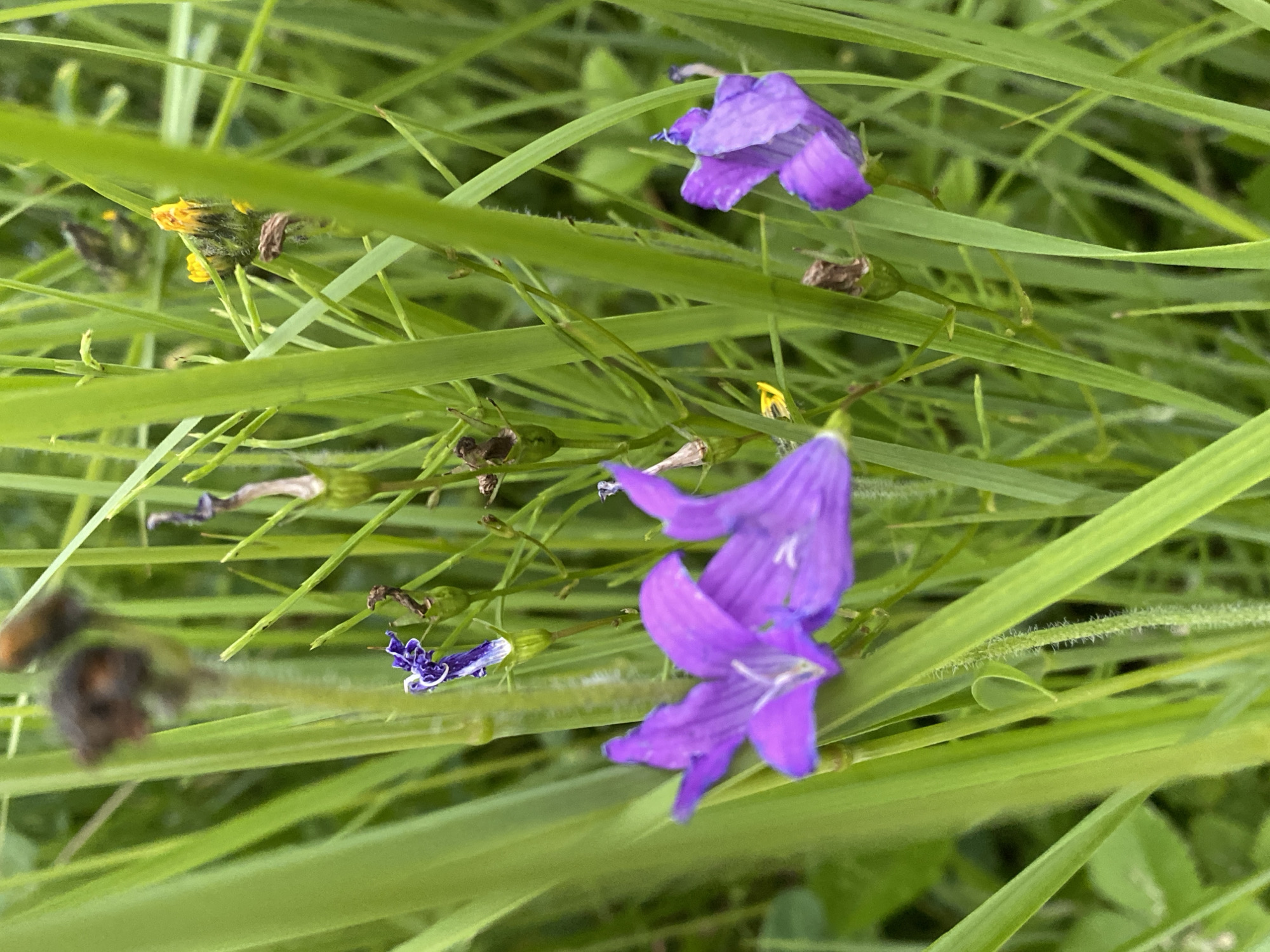 Ground-level garden and wildflower details, one ant included