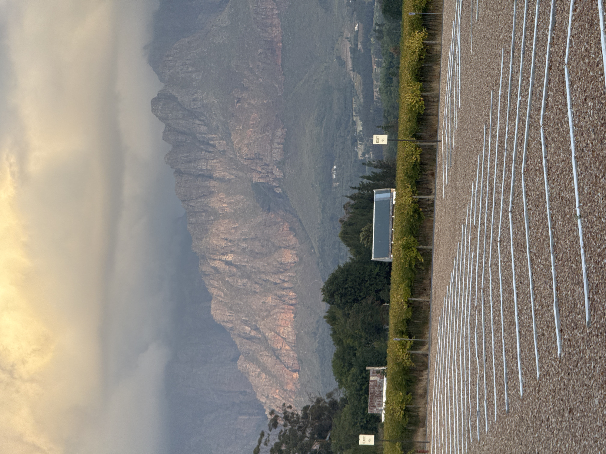 Vineyard scene captured near Paarl, South Africa