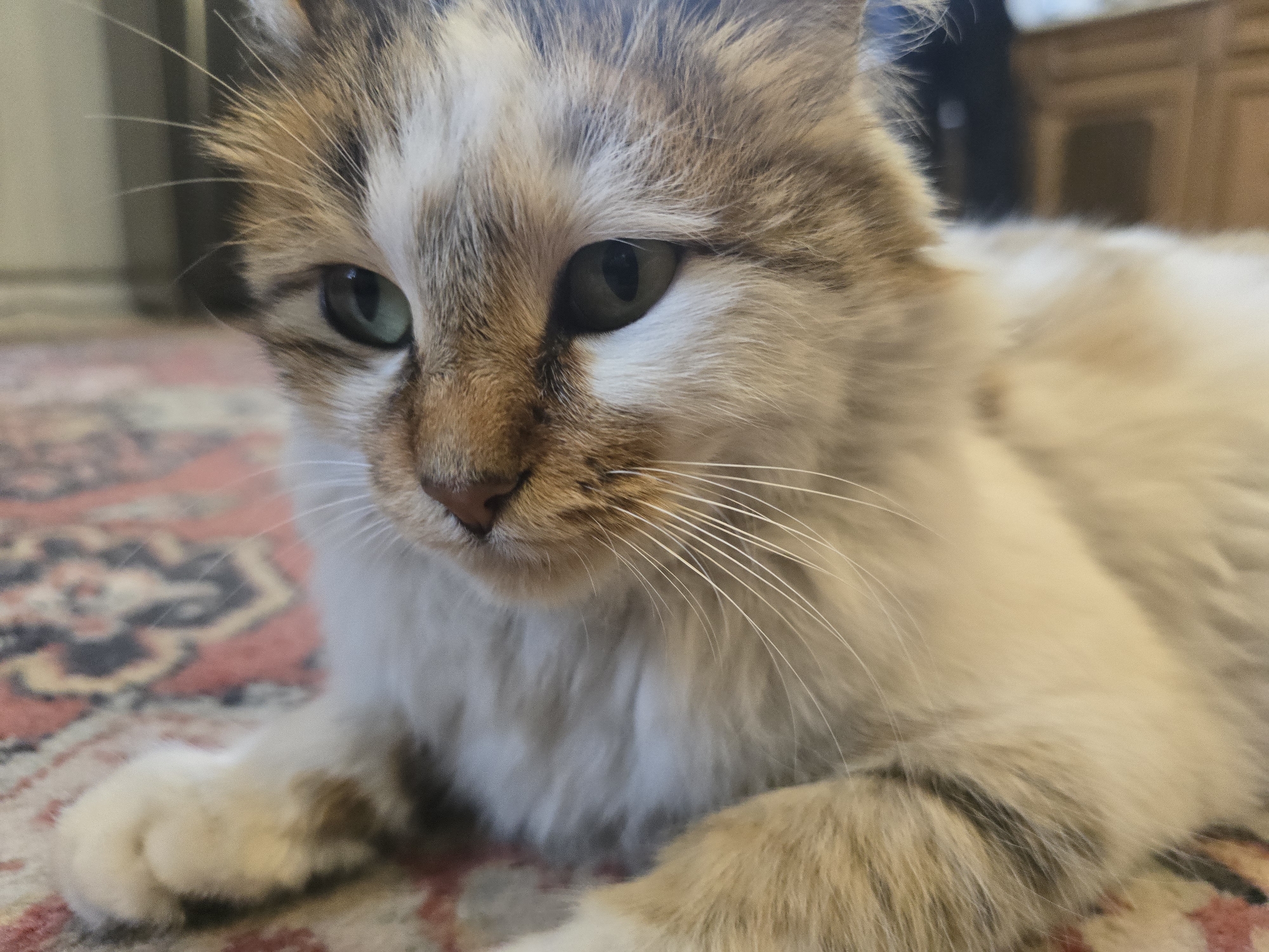 Cat with green eyes rests on carpet in Yerevan