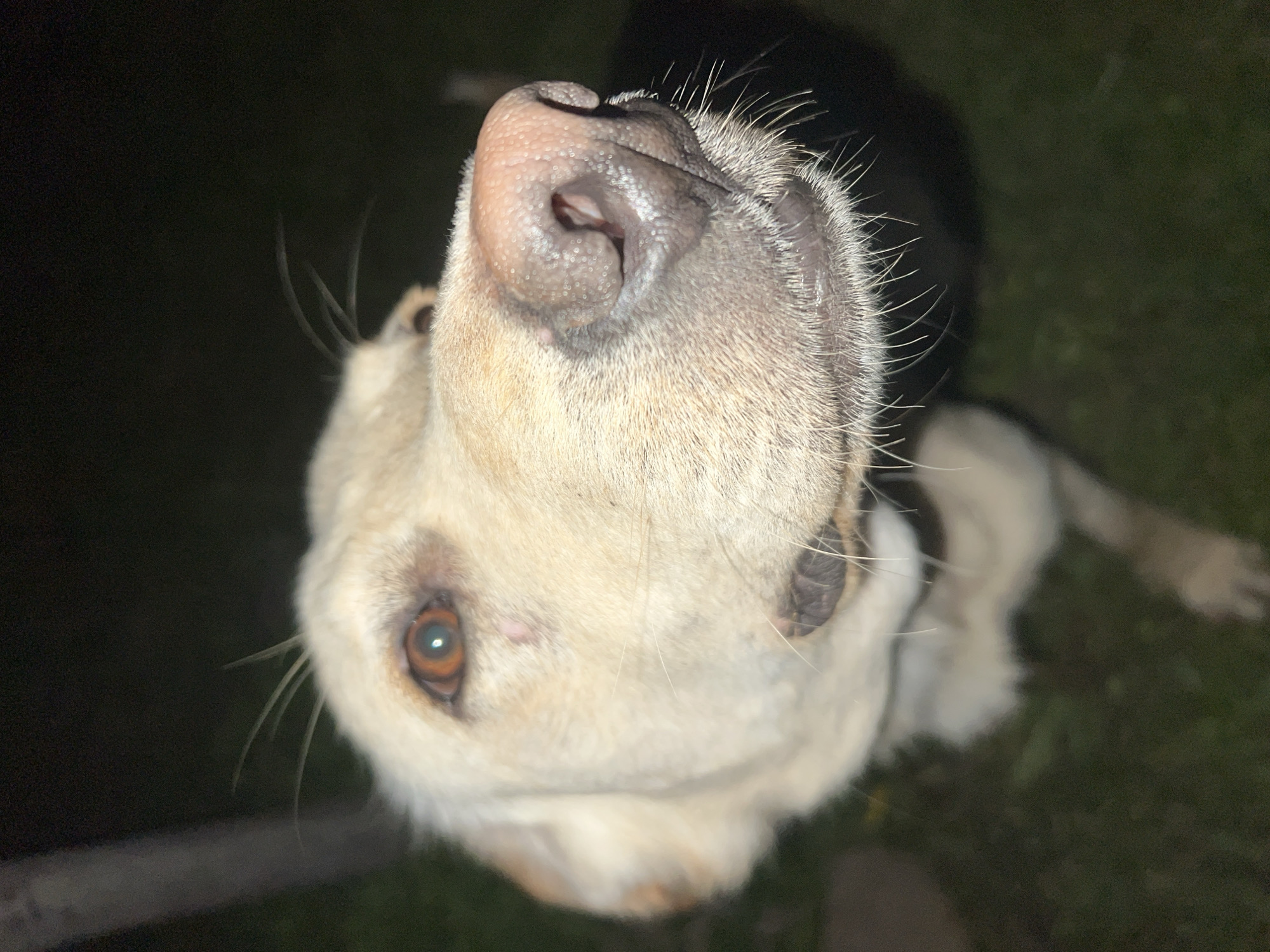 Evening gathering features dog portraits and outdoor ping pong