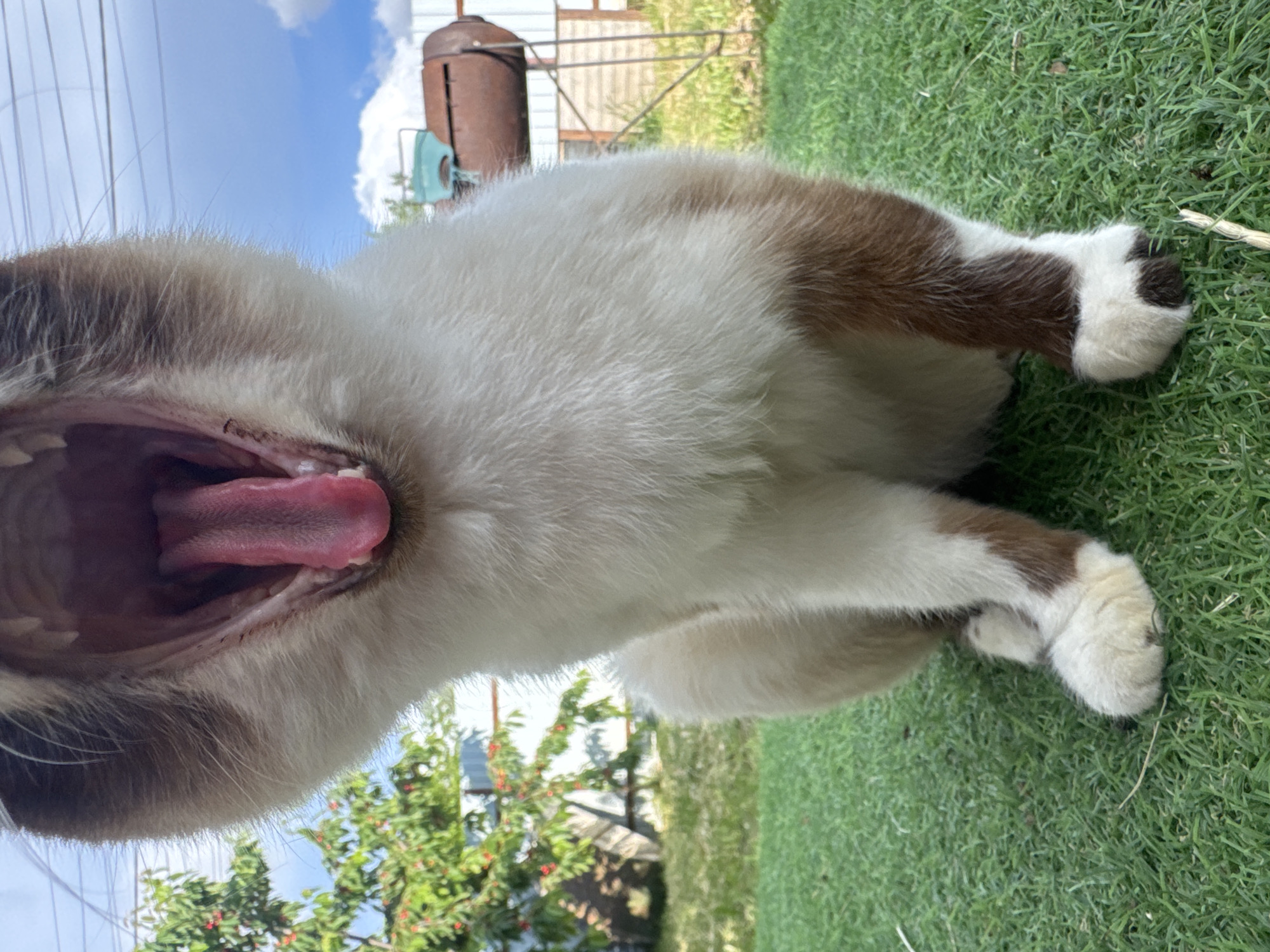 Cats, gardens, and homemade treats fill a Ukrainian yard afternoon.