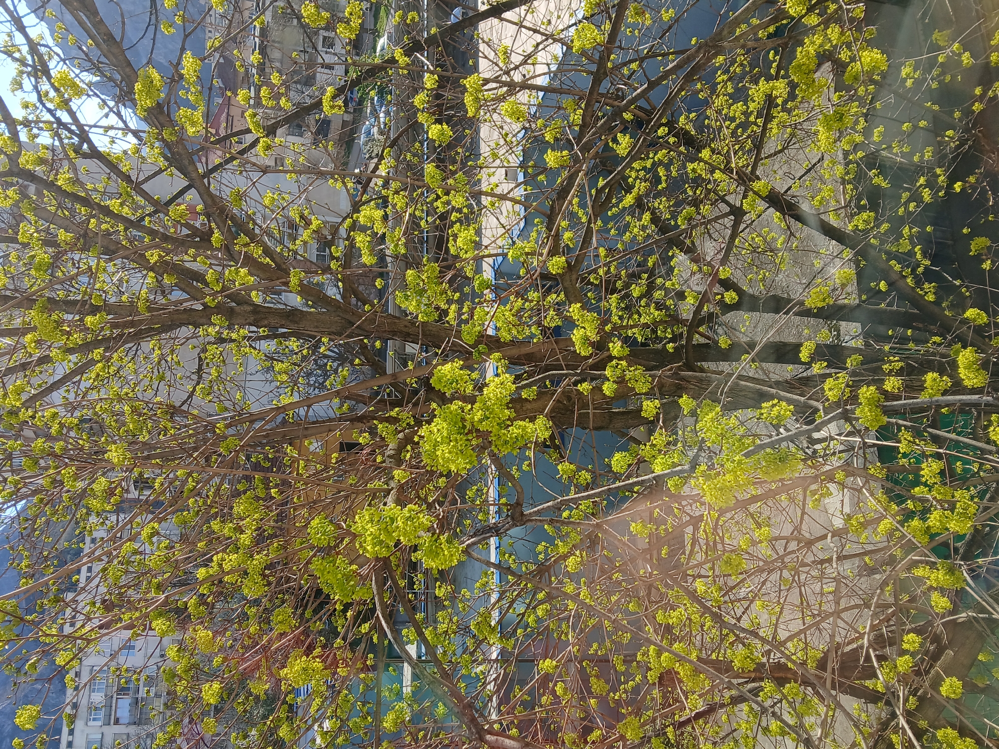 Spring blossoms bloom across Vratsa, Bulgaria cityscape