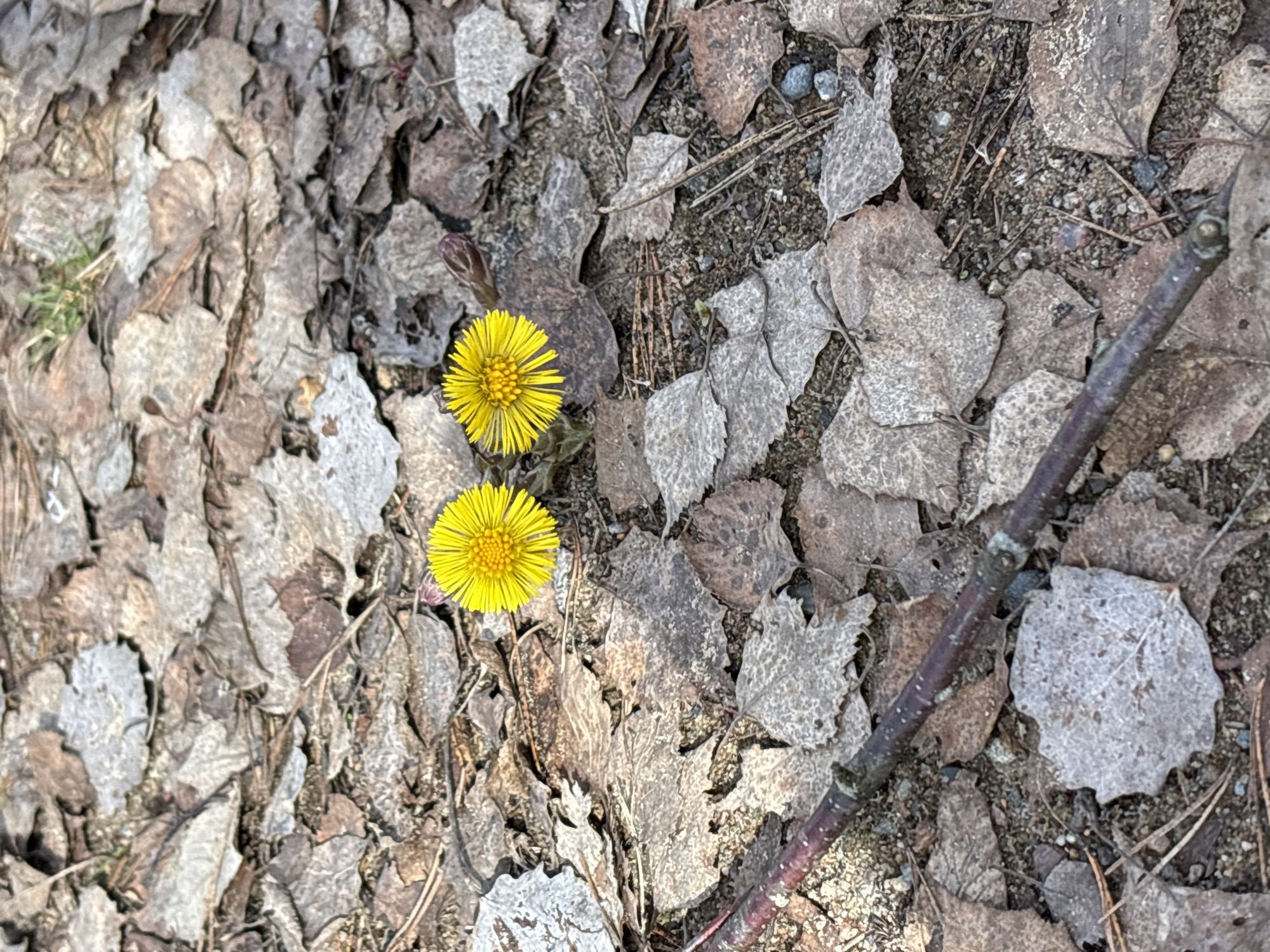 Spring coltsfoot flowers emerge through leaf litter in Kokkorevo