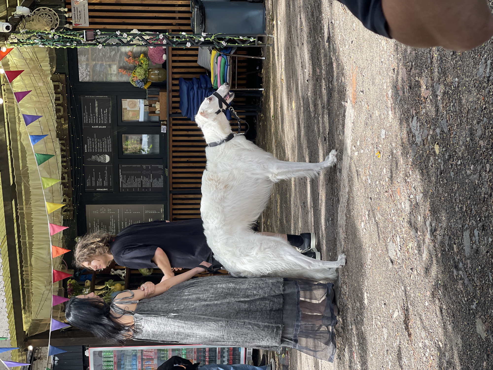 A Borzoi on a leash and a riverside mural, same morning